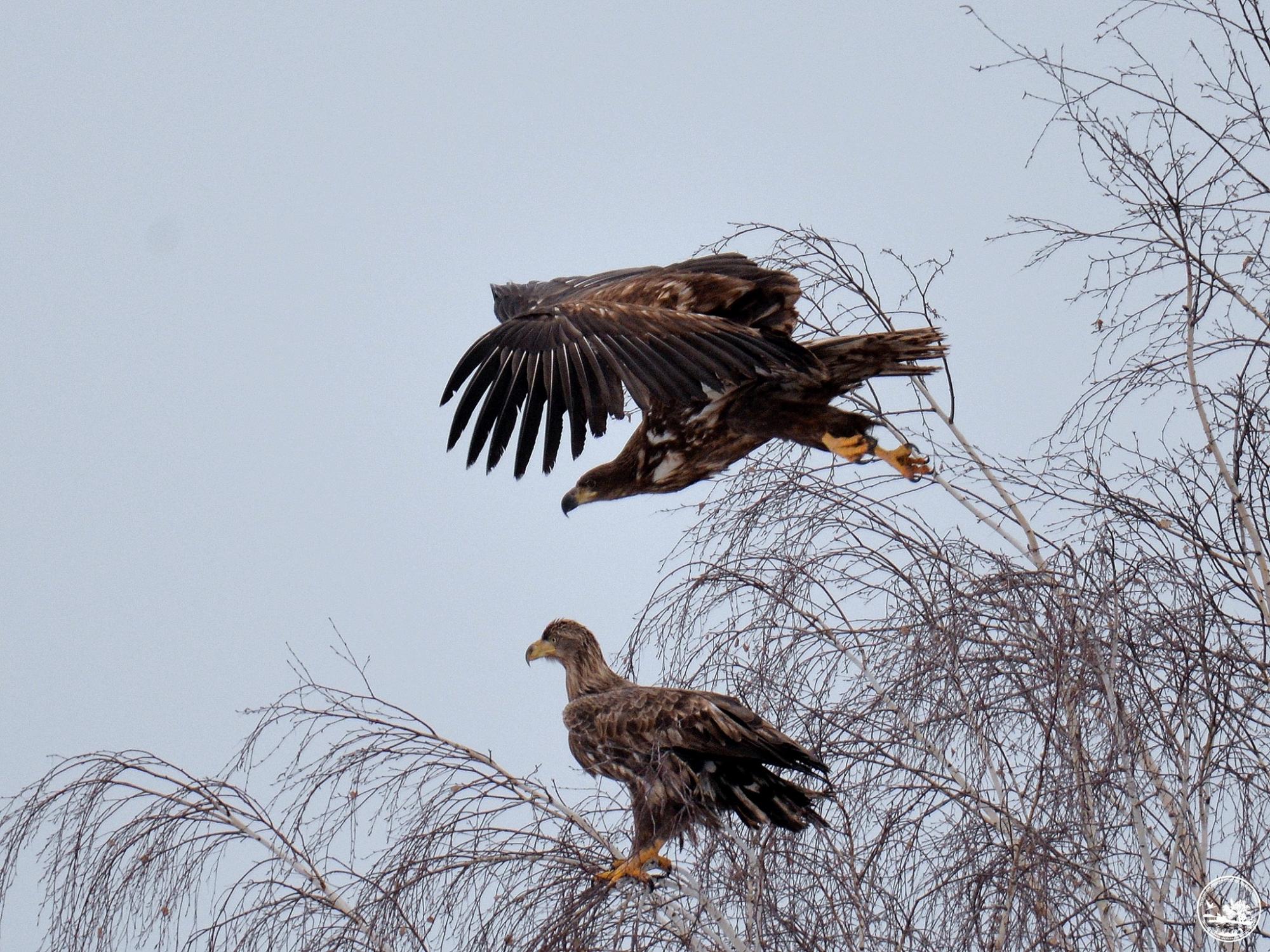 Лакомятся рыбой и охотятся на черных аистов: в Чернобыле растет популяция краснокнижных орланов