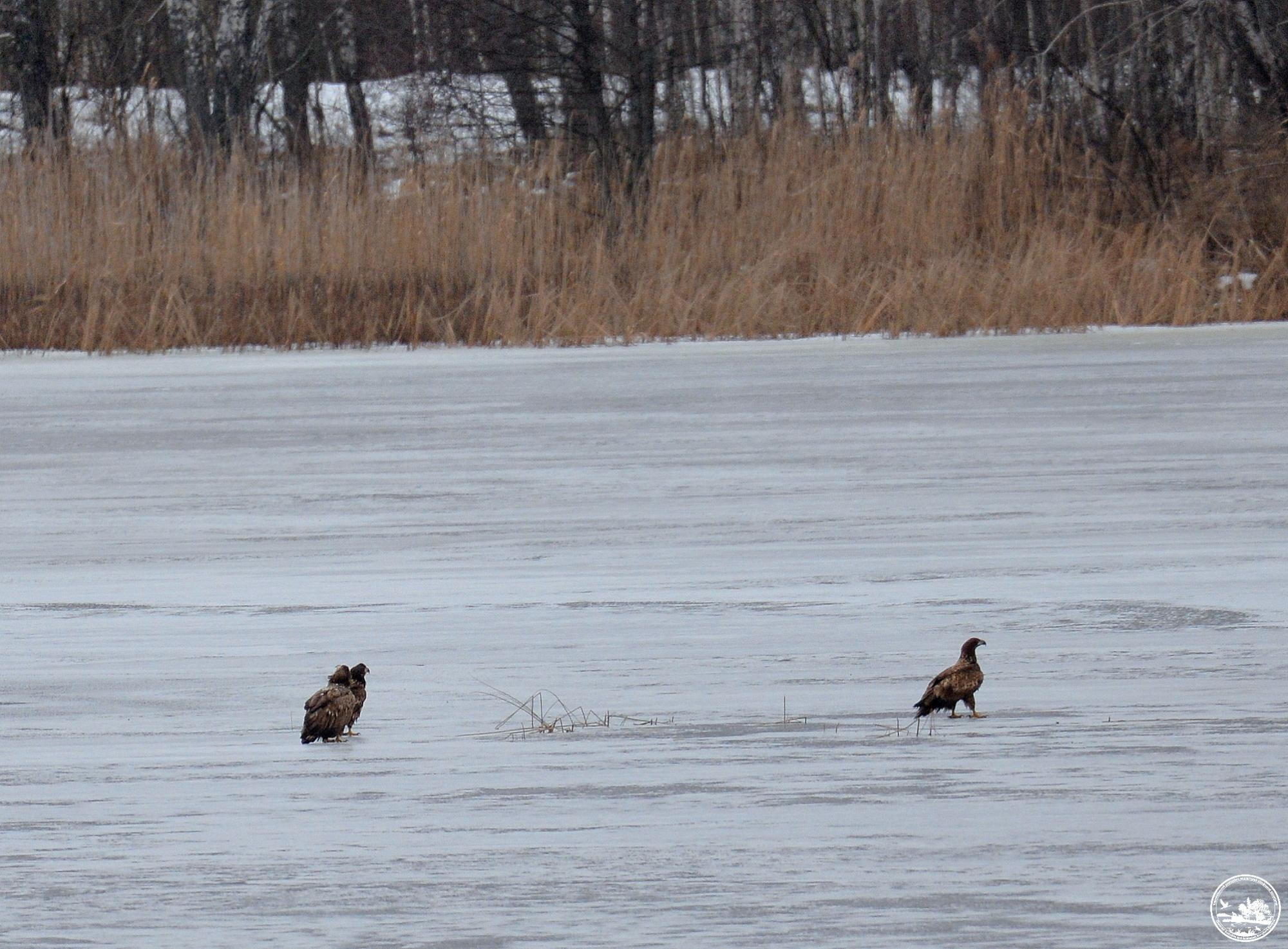 Лакомятся рыбой и охотятся на черных аистов: в Чернобыле растет популяция краснокнижных орланов
