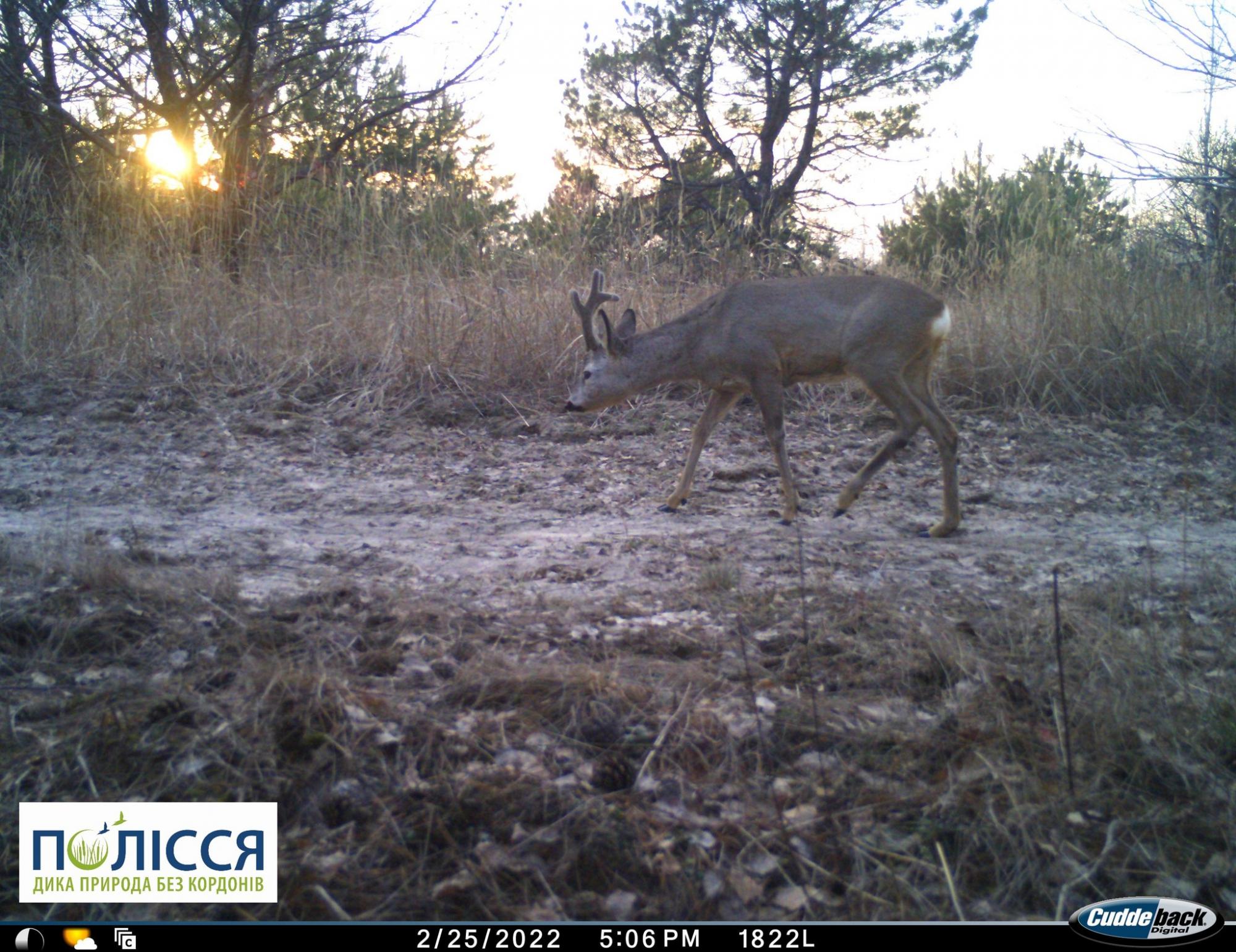 У Чорнобилі показали фото, зроблене в перші дні війни