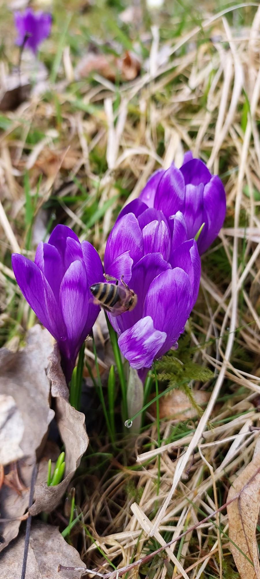 В Карпатском заповеднике расцвели самые изящные весенние первоцветы: смотрите невероятные фото