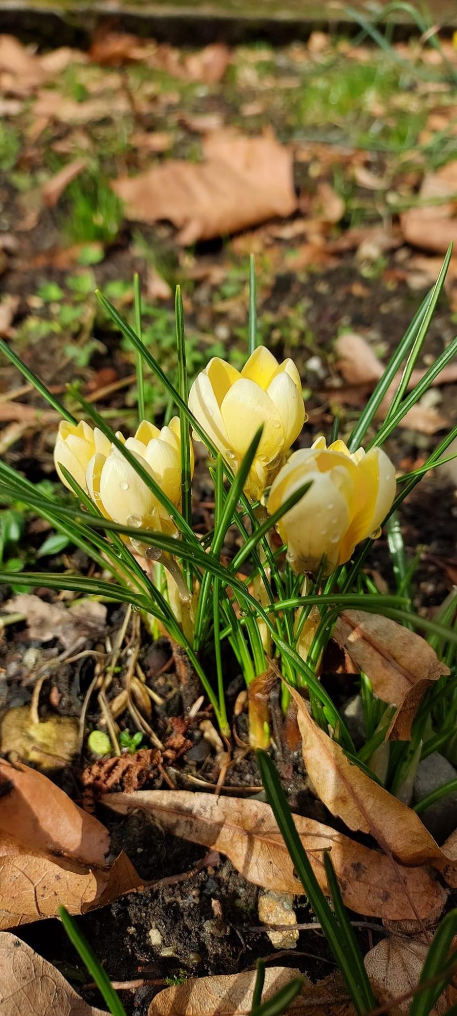 В Карпатском заповеднике расцвели самые изящные весенние первоцветы: смотрите невероятные фото