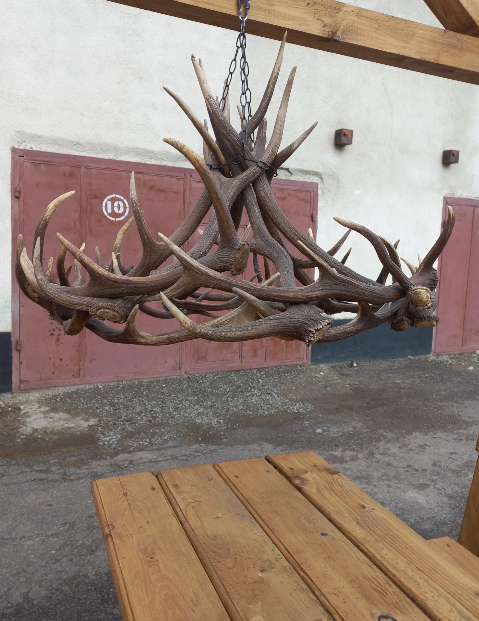 Украинские олени стали сбрасывать рога: зоологи раскрыли таинство природы (фото)