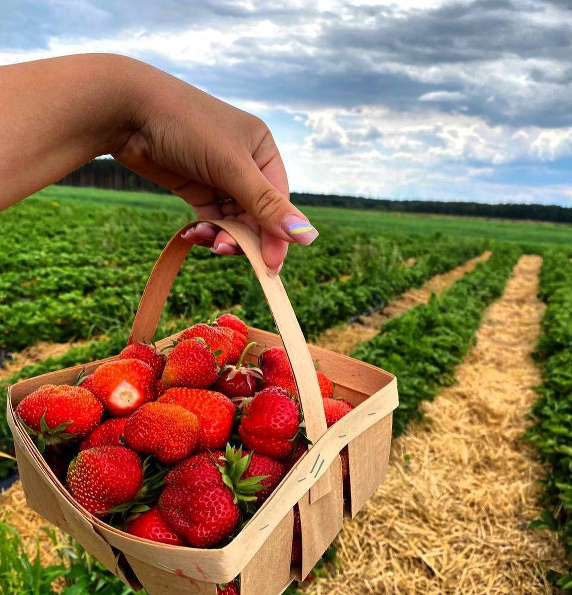 Ягідні поля та відпочинок. Куди можна поїхати збирати полуницю за містом