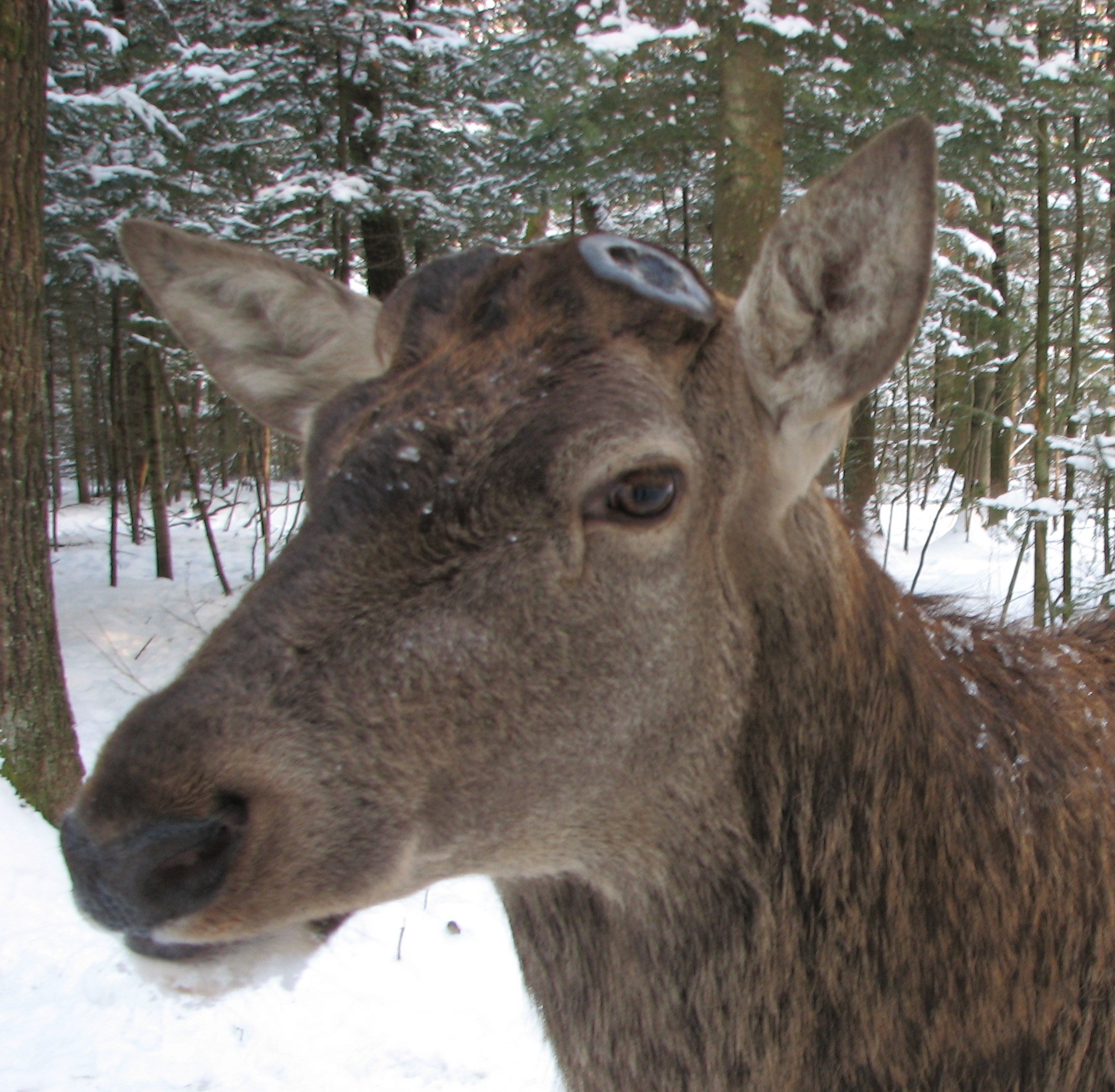 Украинские олени стали сбрасывать рога: зоологи раскрыли таинство природы (фото)