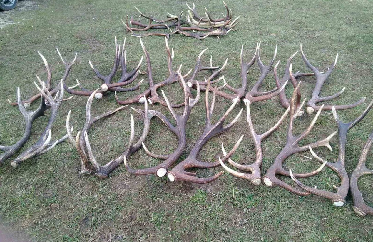 Украинские олени стали сбрасывать рога: зоологи раскрыли таинство природы (фото)