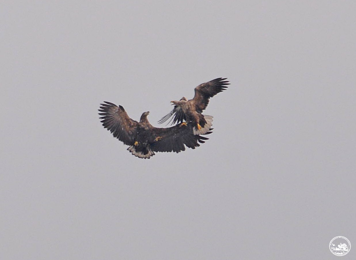 Редкая сова и гнездо орланов: экологи поделились фото птиц из Чернобыля