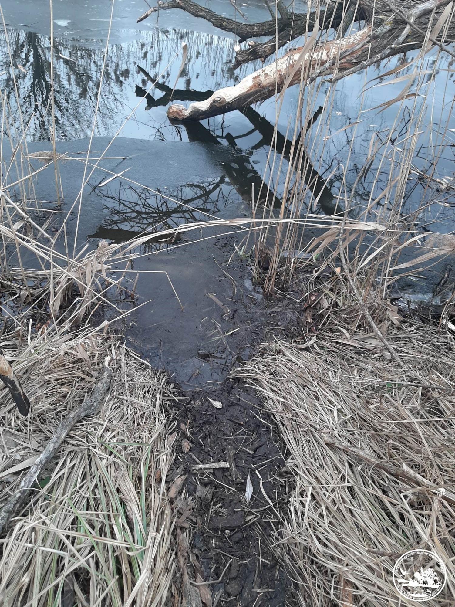 У Чорнобилі показали тварин, які піднімають рівень води в річках, щоб захистити свої домівки (фото)