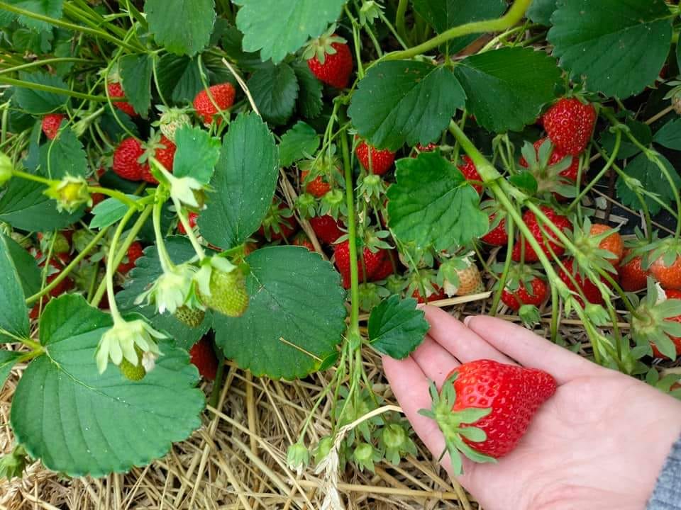 Ягідні поля та відпочинок. Куди можна поїхати збирати полуницю за містом