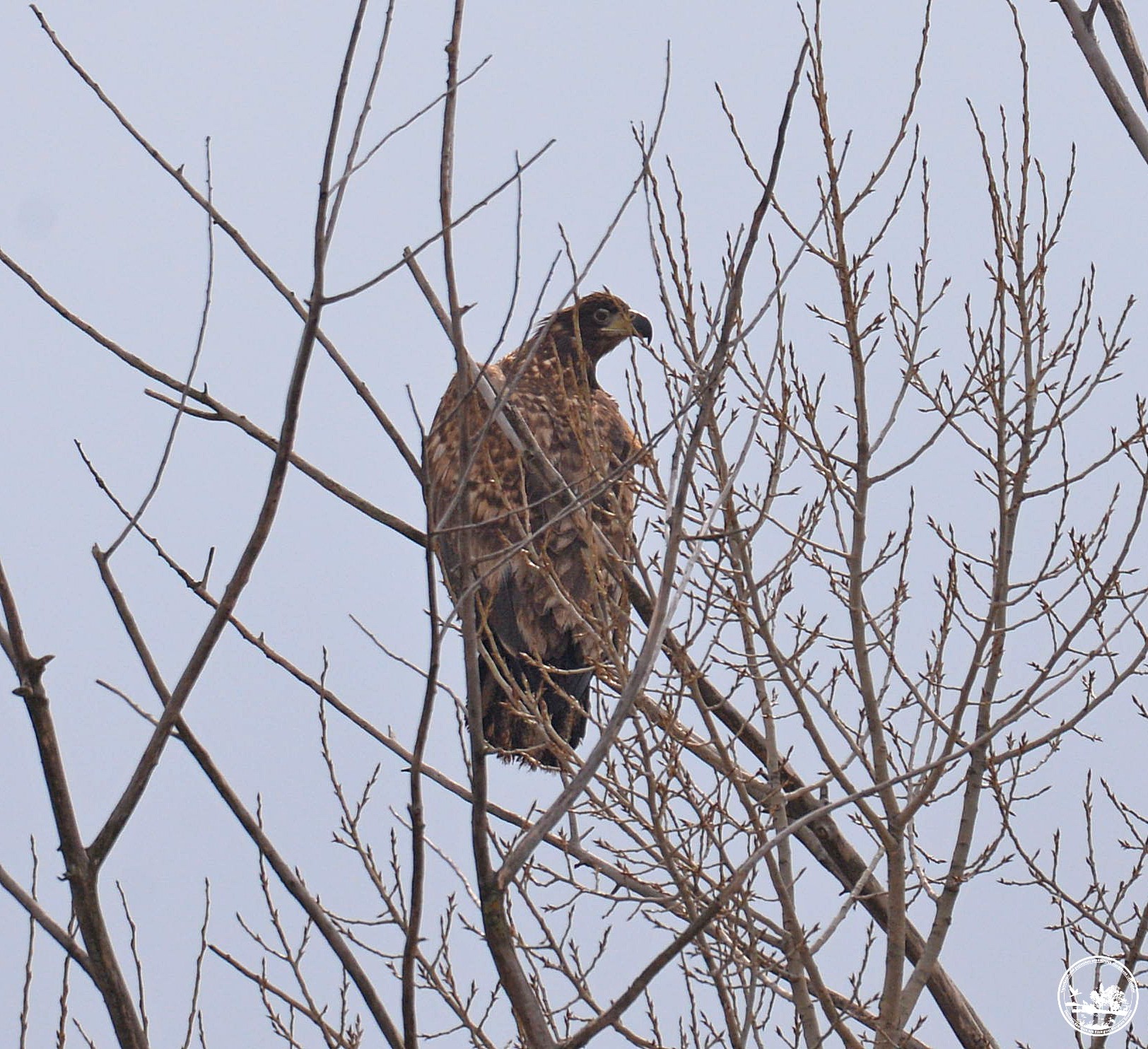 Редкая сова и гнездо орланов: экологи поделились фото птиц из Чернобыля