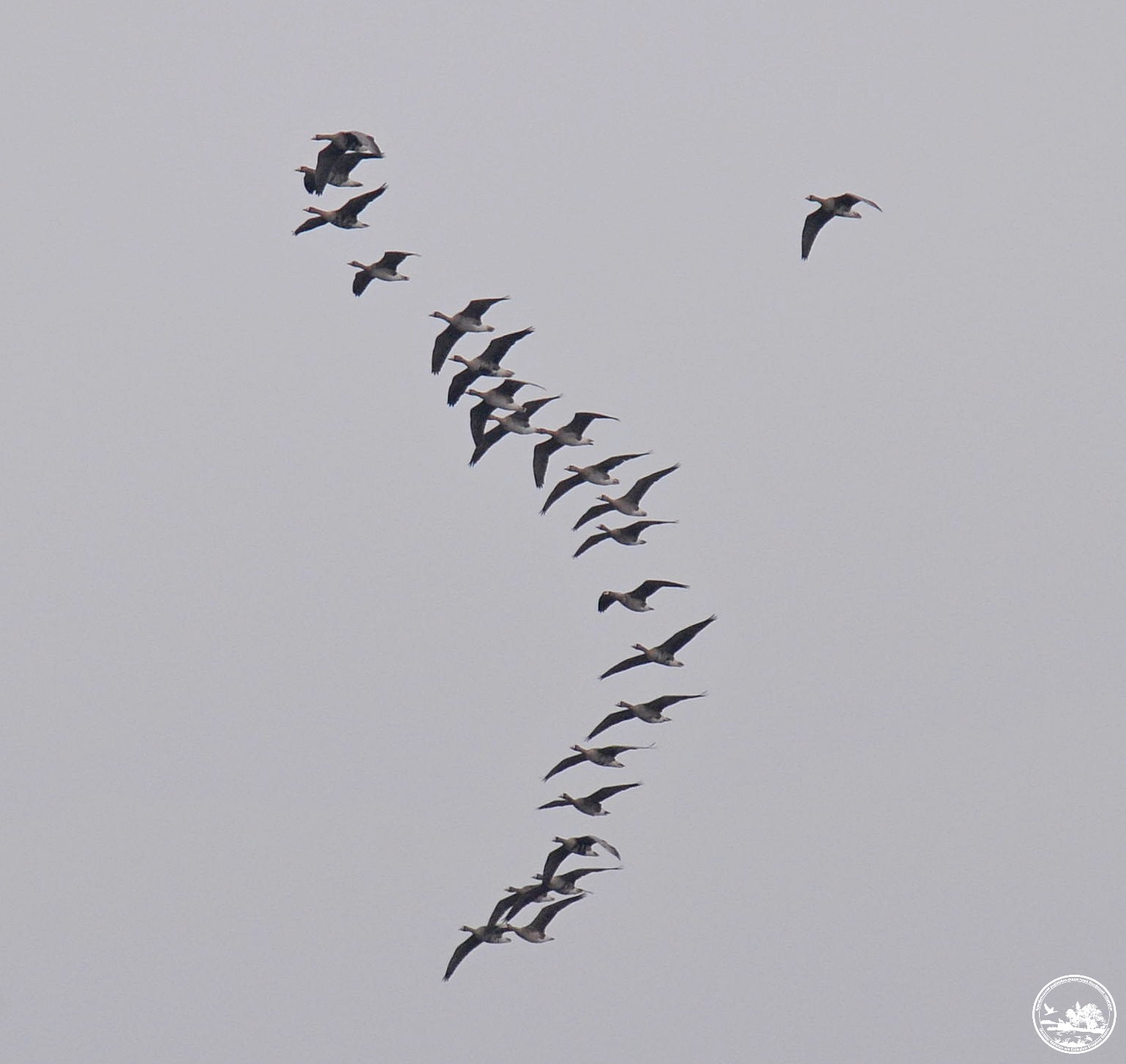 Редкая сова и гнездо орланов: экологи поделились фото птиц из Чернобыля
