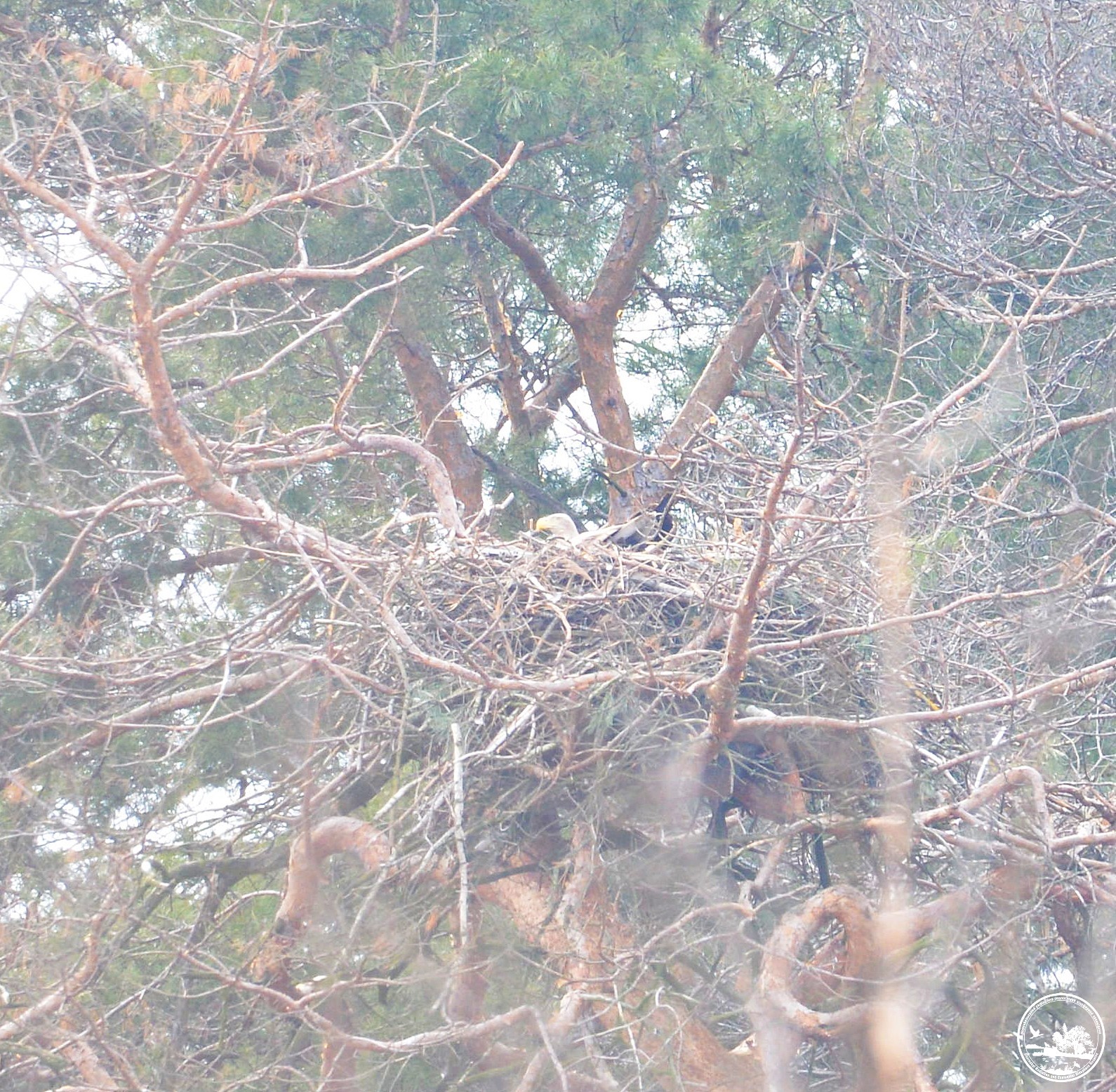 Редкая сова и гнездо орланов: экологи поделились фото птиц из Чернобыля