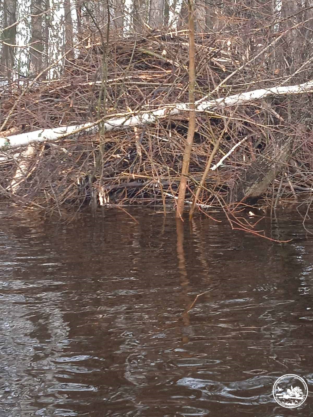 У Чорнобилі показали тварин, які піднімають рівень води в річках, щоб захистити свої домівки (фото)