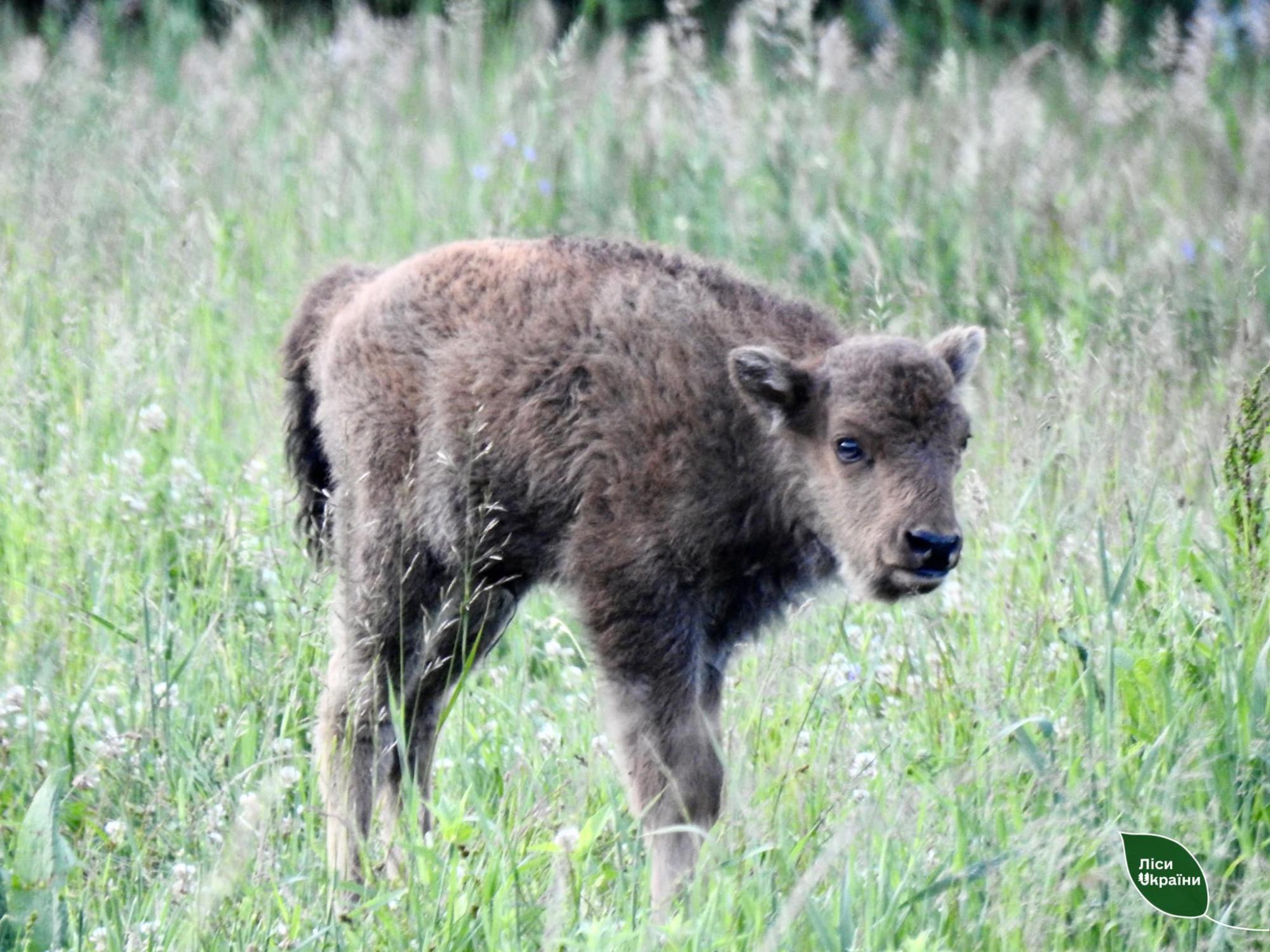 Буковинські лісничі відновлюють популяцію рідкісних тварин: дивіться фото дикої природи