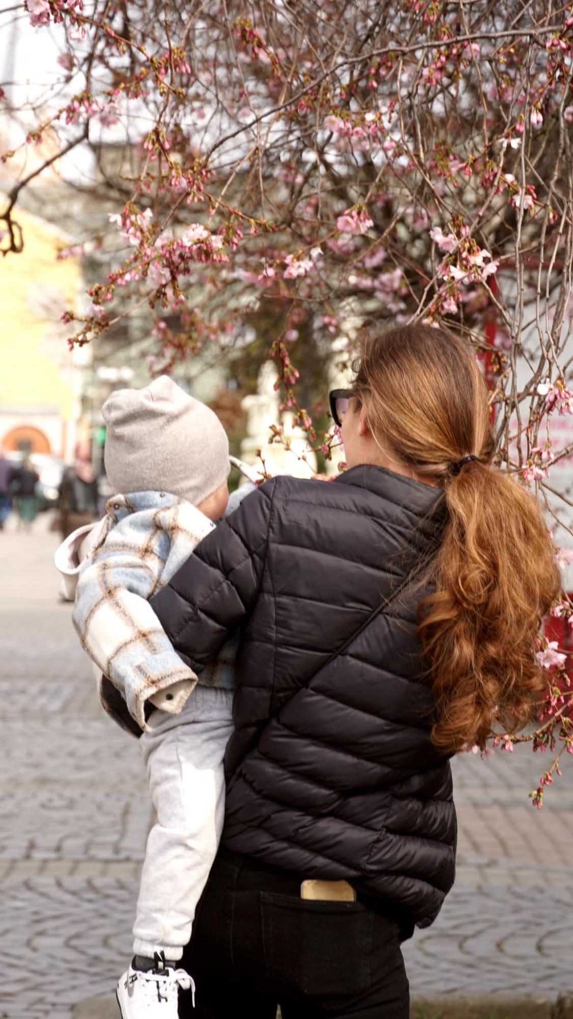 В Мукачево расцвело дерево, которое называют &quot;визиткой города&quot; (фото красоты)
