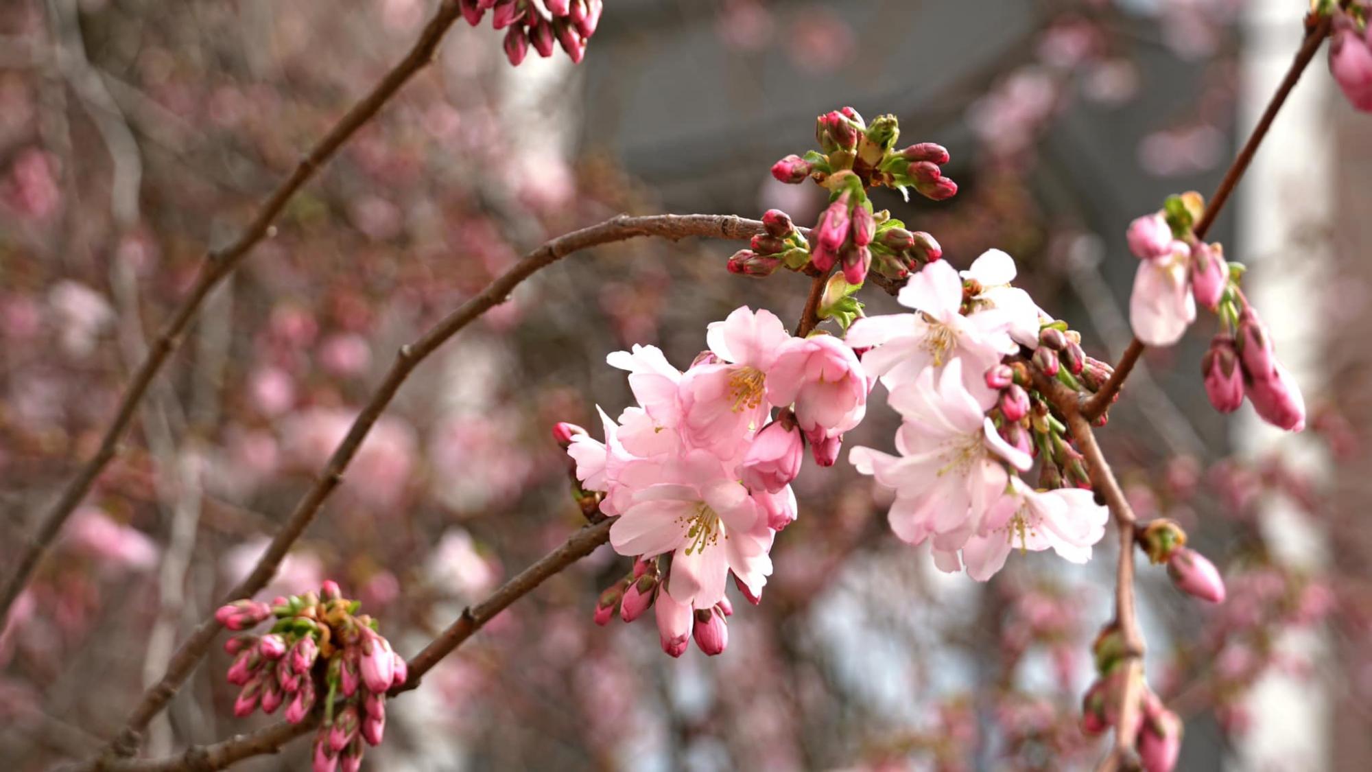 В Мукачево расцвело дерево, которое называют &quot;визиткой города&quot; (фото красоты)