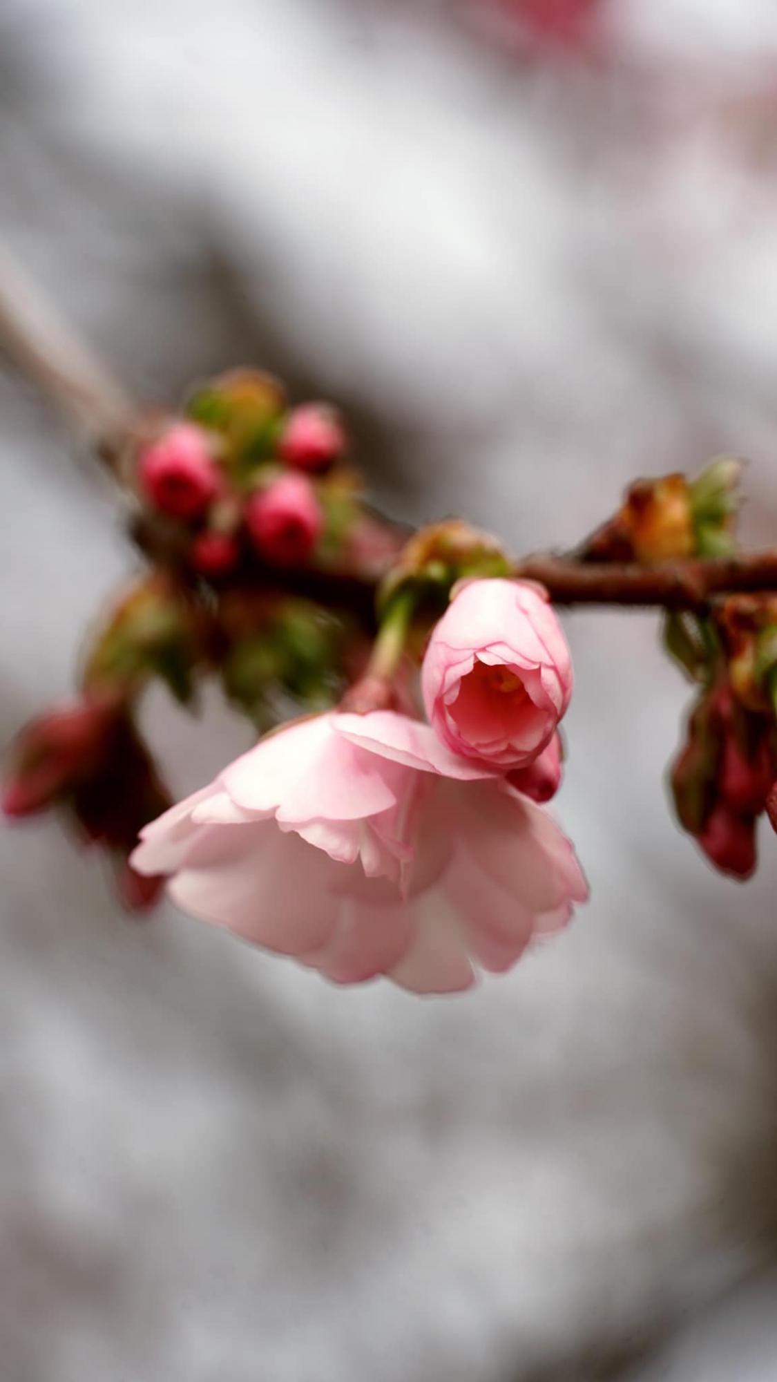 В Мукачево расцвело дерево, которое называют &quot;визиткой города&quot; (фото красоты)