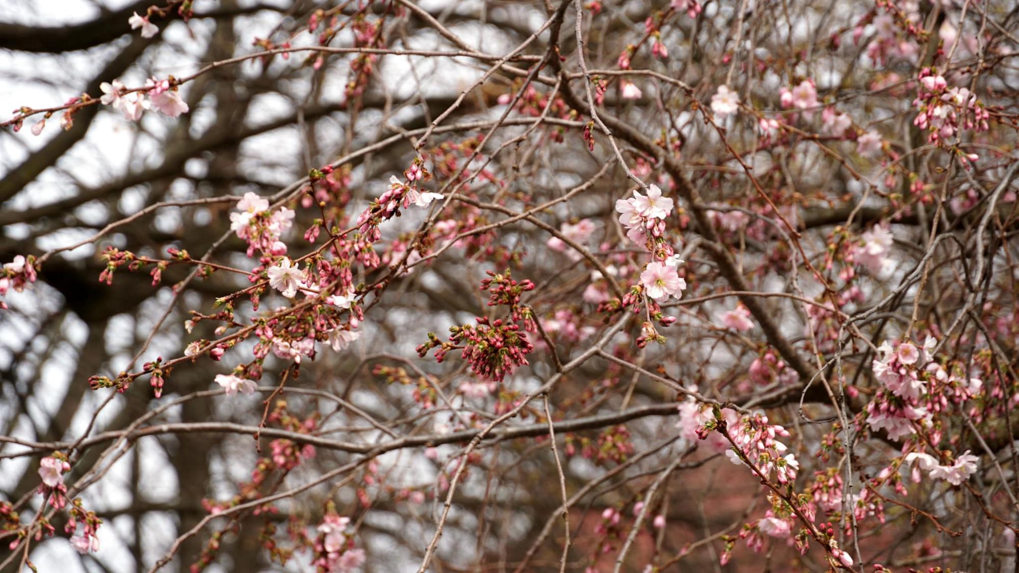 В Мукачево расцвело дерево, которое называют &quot;визиткой города&quot; (фото красоты)