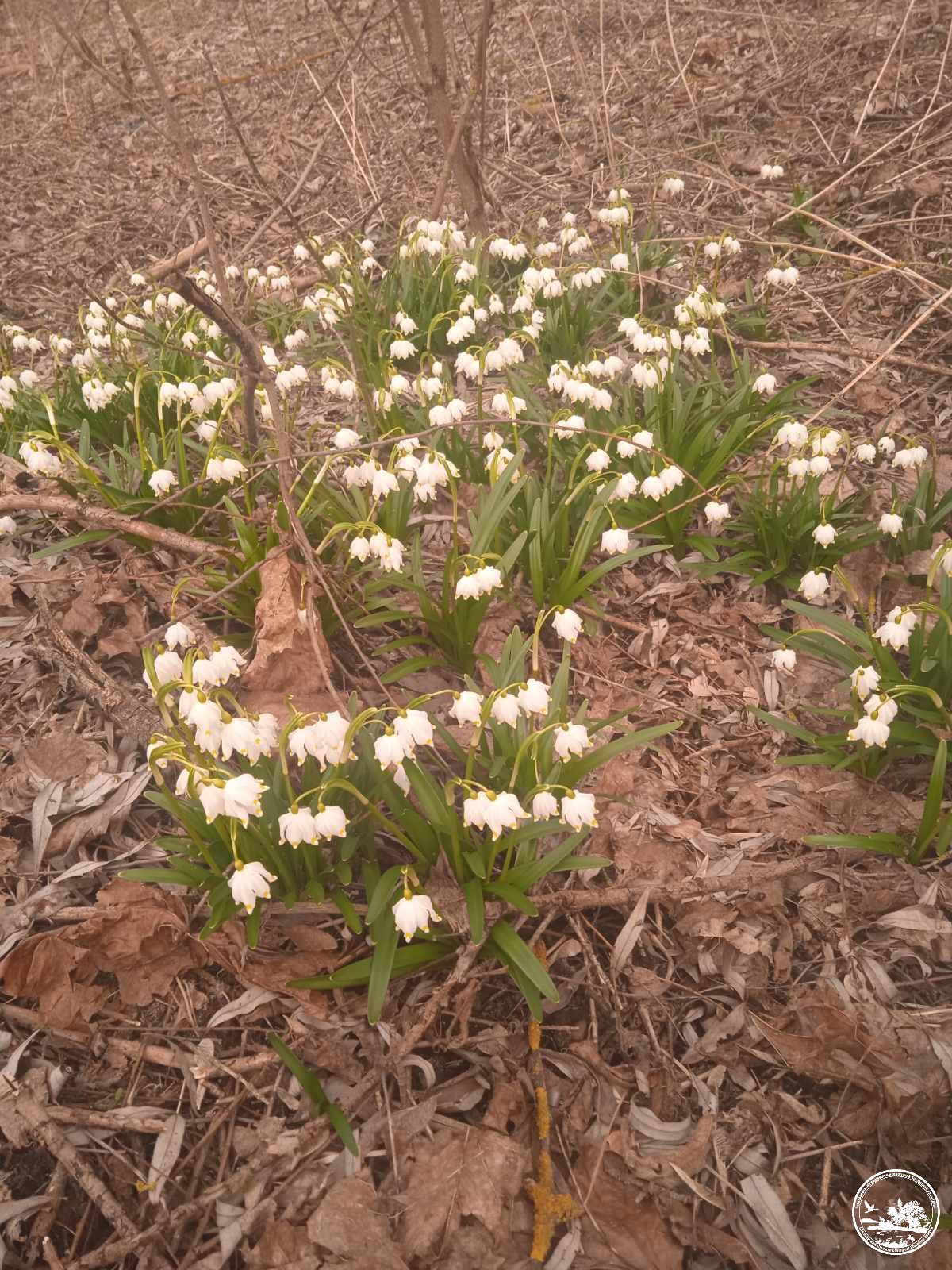 У Чорнобилі розквітла рідкісна &quot;червонокнижна&quot; рослина (фото краси)