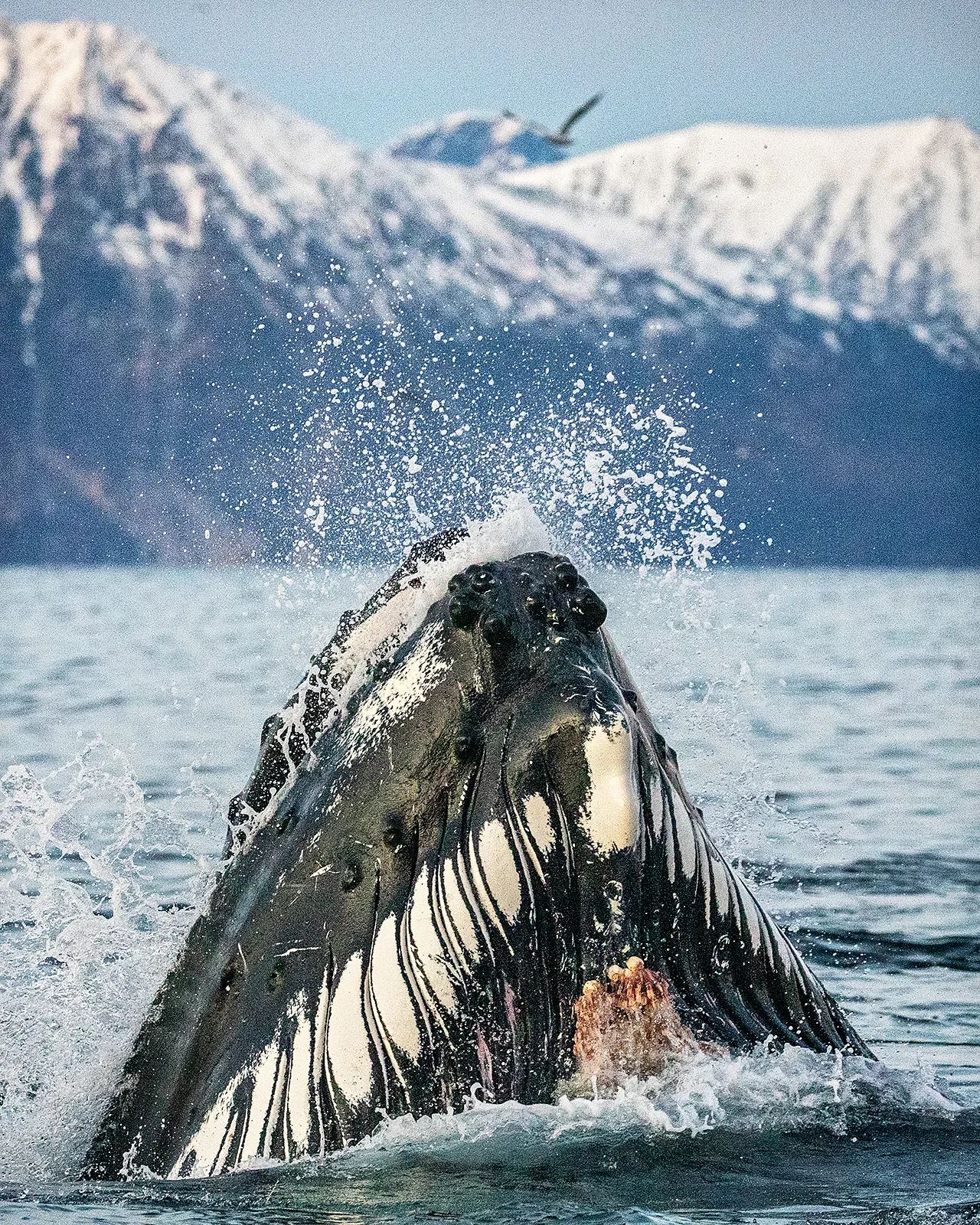 Горбатый кит чуть не проглотил дайвера во время съемок косаток: вот как это выглядело