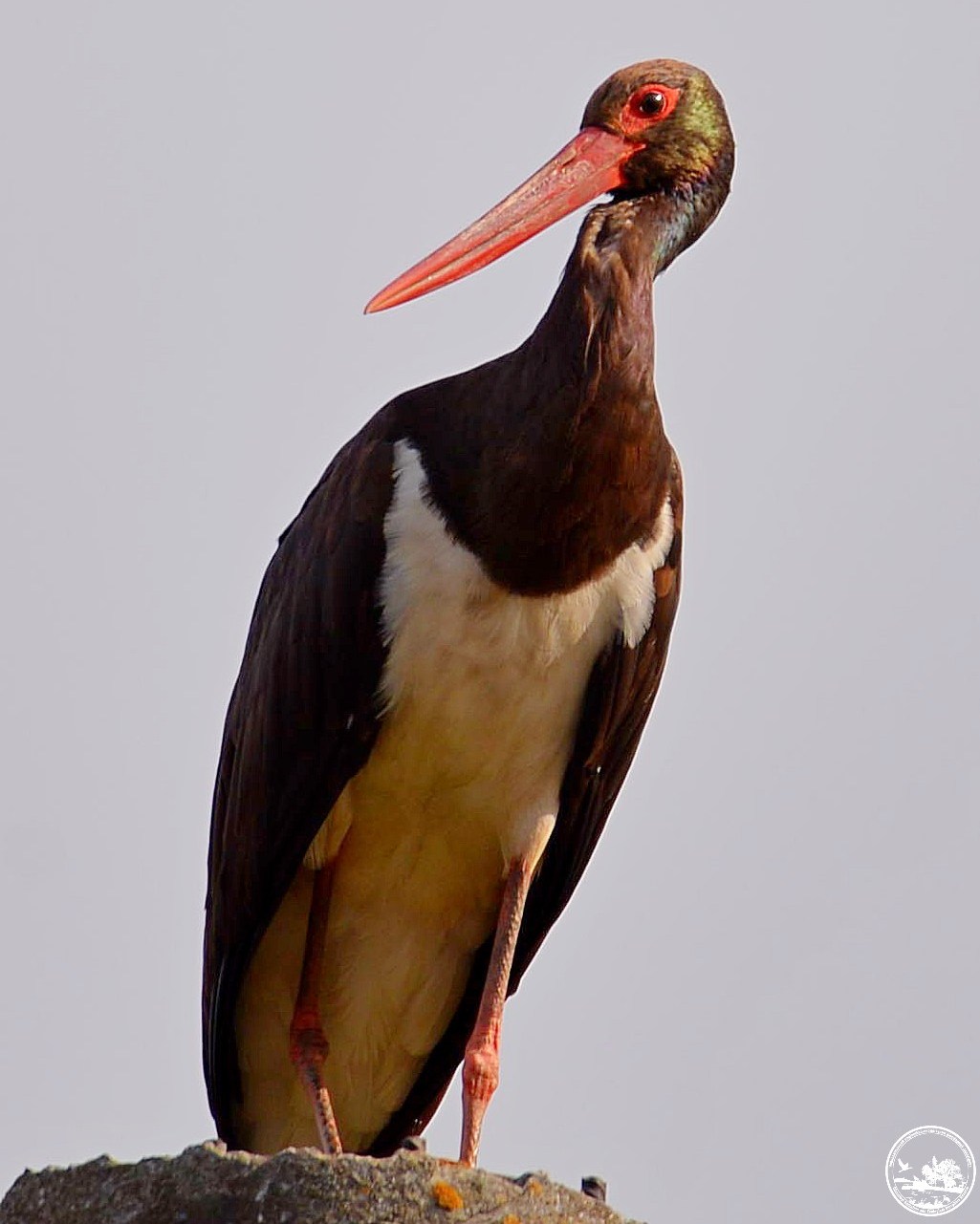 В Чернобыле показали &quot;краснокнижную&quot; птицу, которая никогда не селится рядом с людьми (фото)