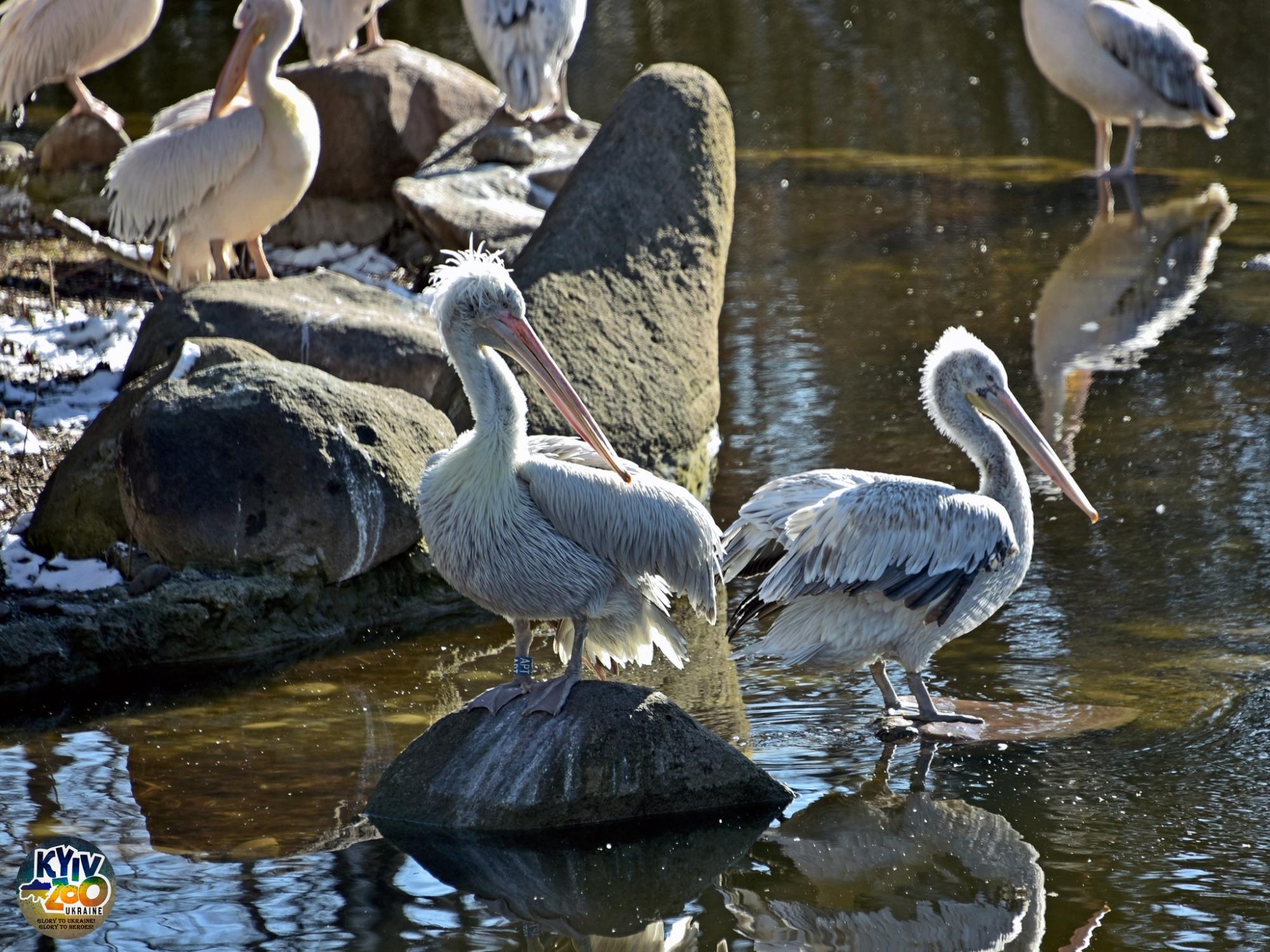 До Київського зоопарку прийшла весна: неймовірно милі фото його мешканців