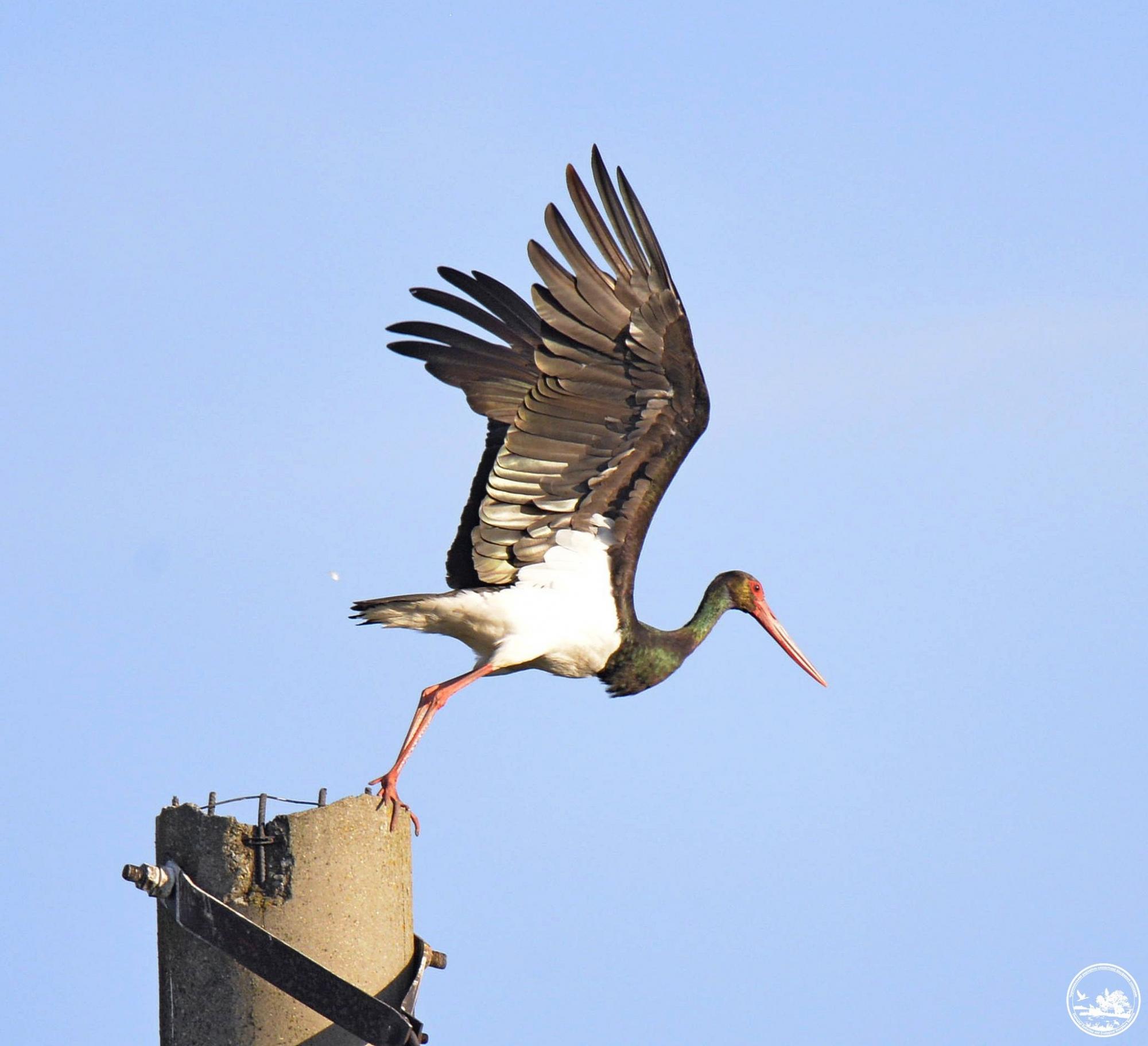 В Чернобыле показали &quot;краснокнижную&quot; птицу, которая никогда не селится рядом с людьми (фото)