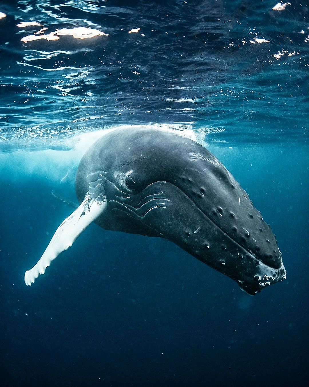 Горбатый кит чуть не проглотил дайвера во время съемок косаток: вот как это выглядело