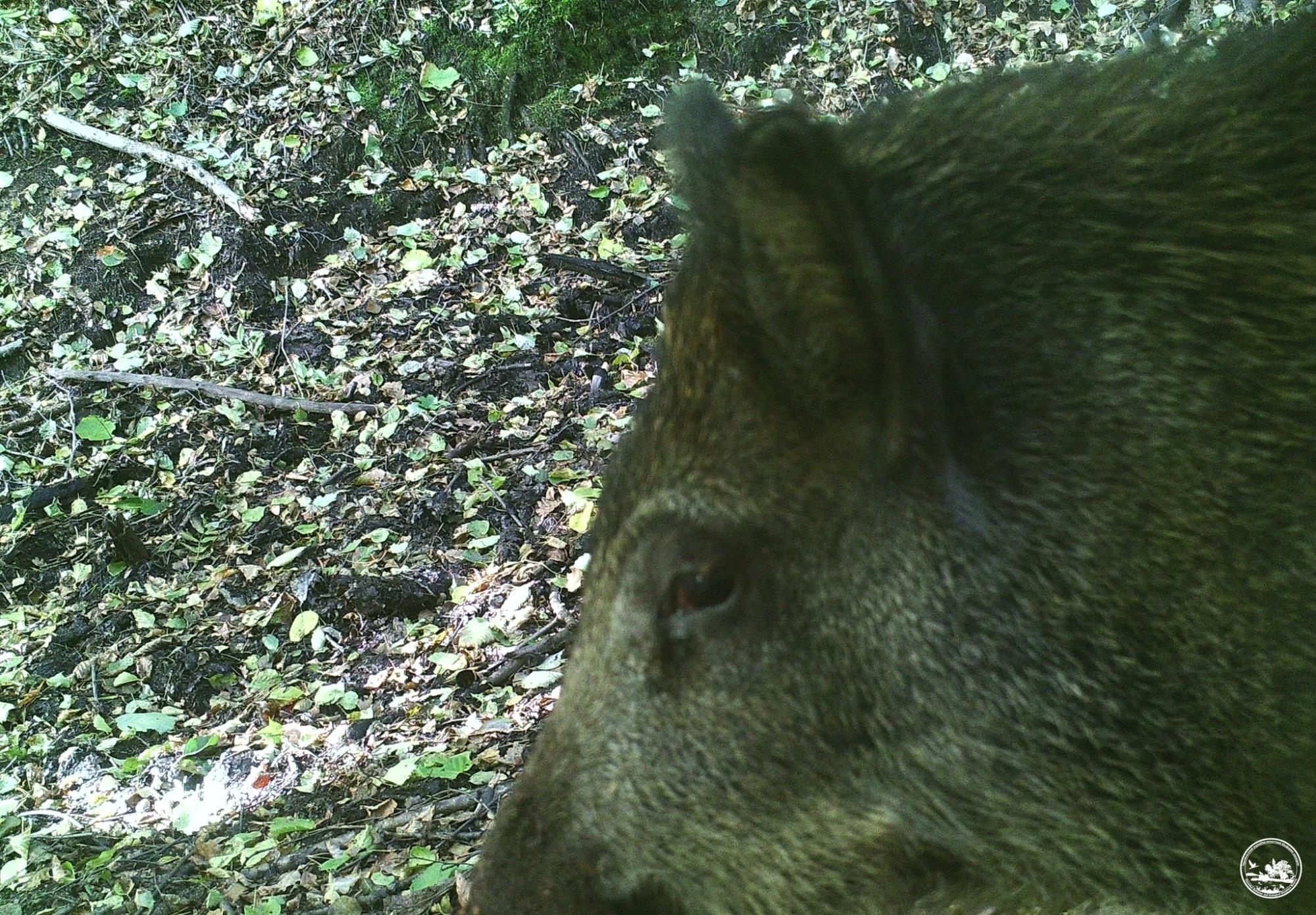 Не с того копыта встал: в Чернобыле показали курьезные снимки животных с фотоловушек
