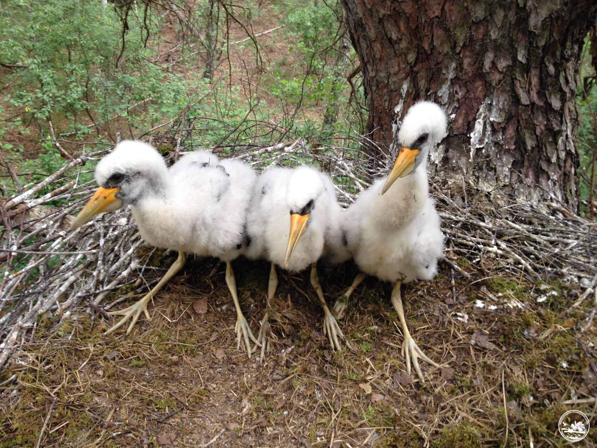 В Чернобыле показали &quot;краснокнижную&quot; птицу, которая никогда не селится рядом с людьми (фото)