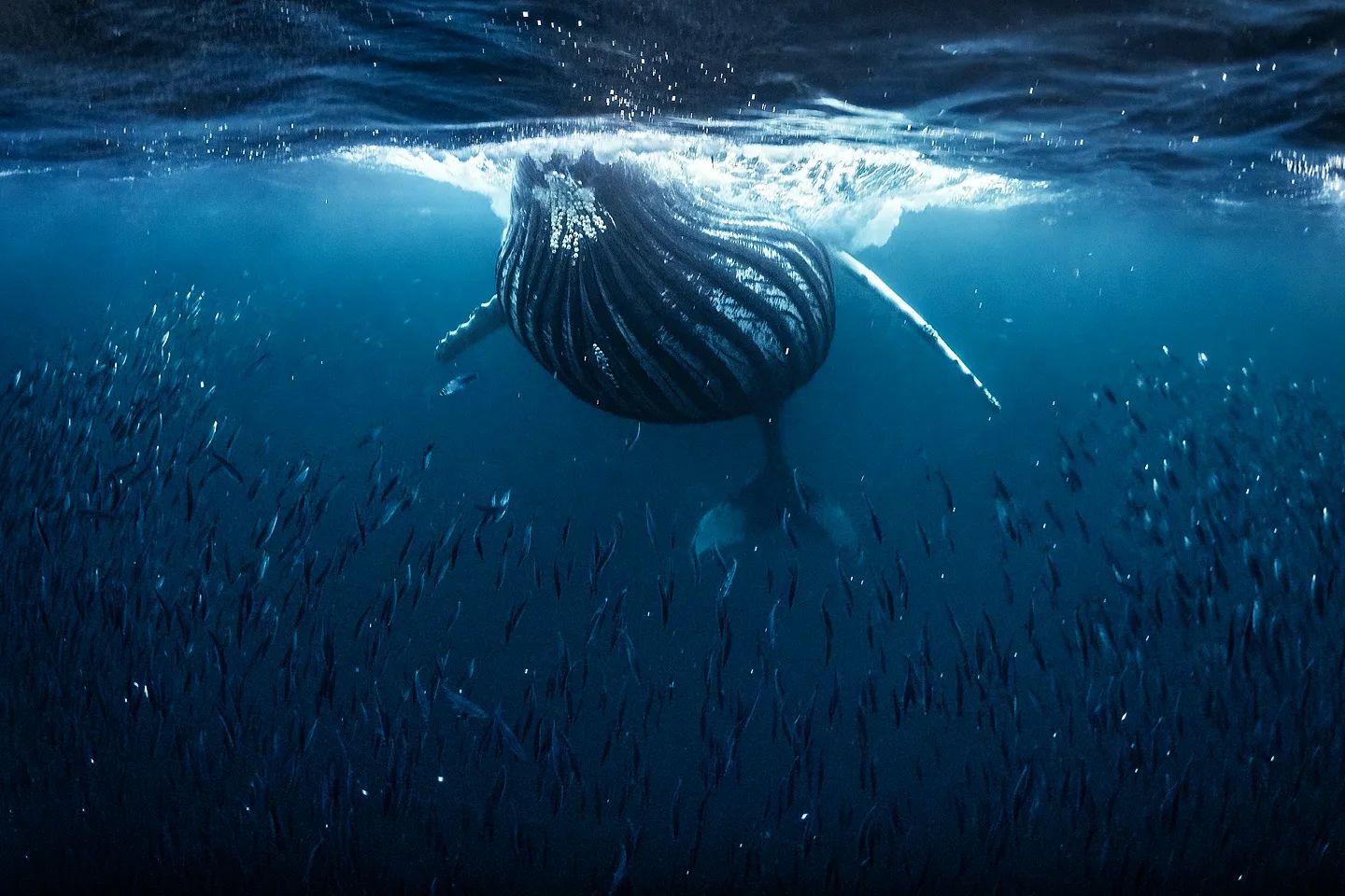 Горбатый кит чуть не проглотил дайвера во время съемок косаток: вот как это выглядело