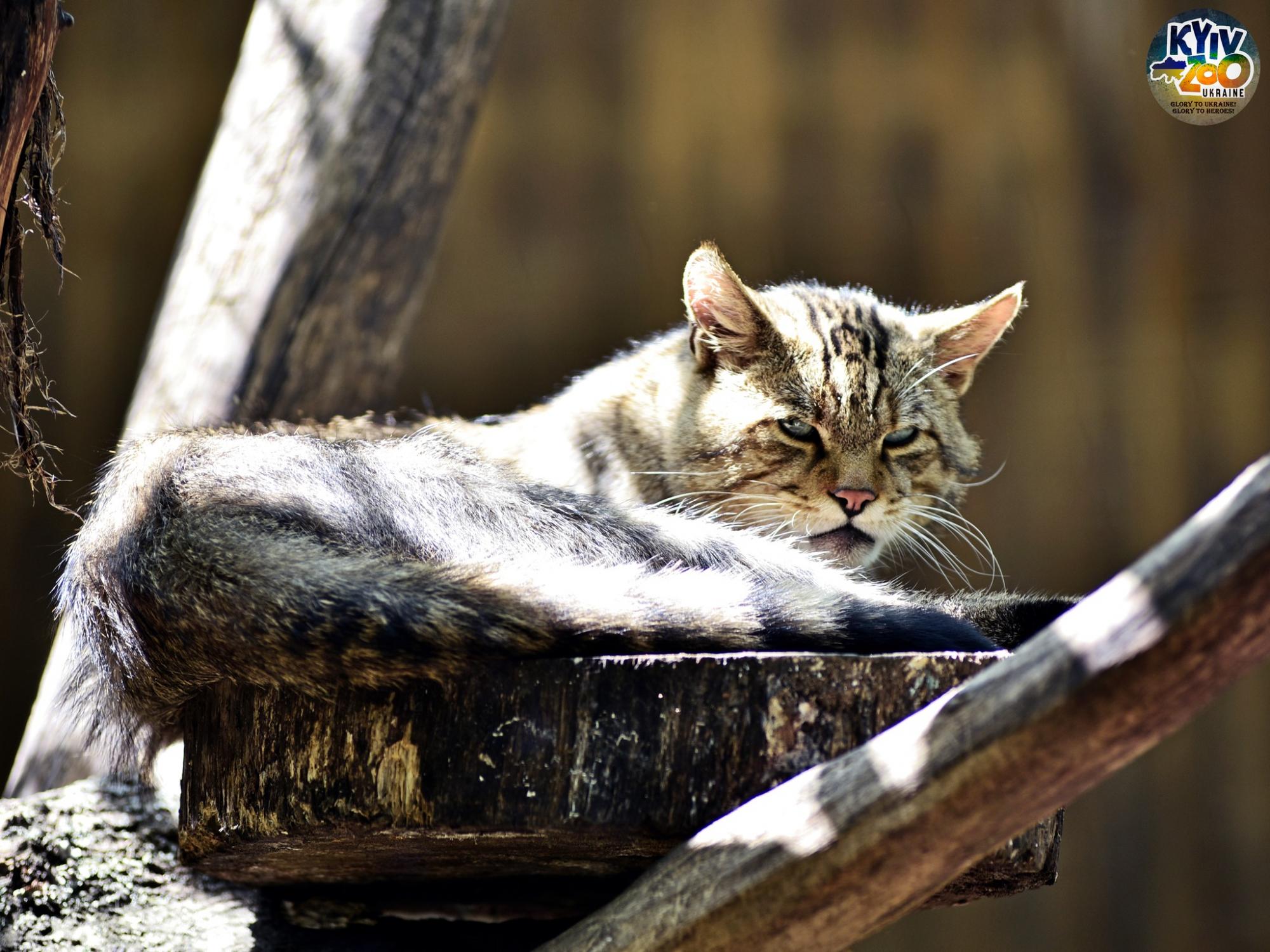 До Київського зоопарку прийшла весна: неймовірно милі фото його мешканців
