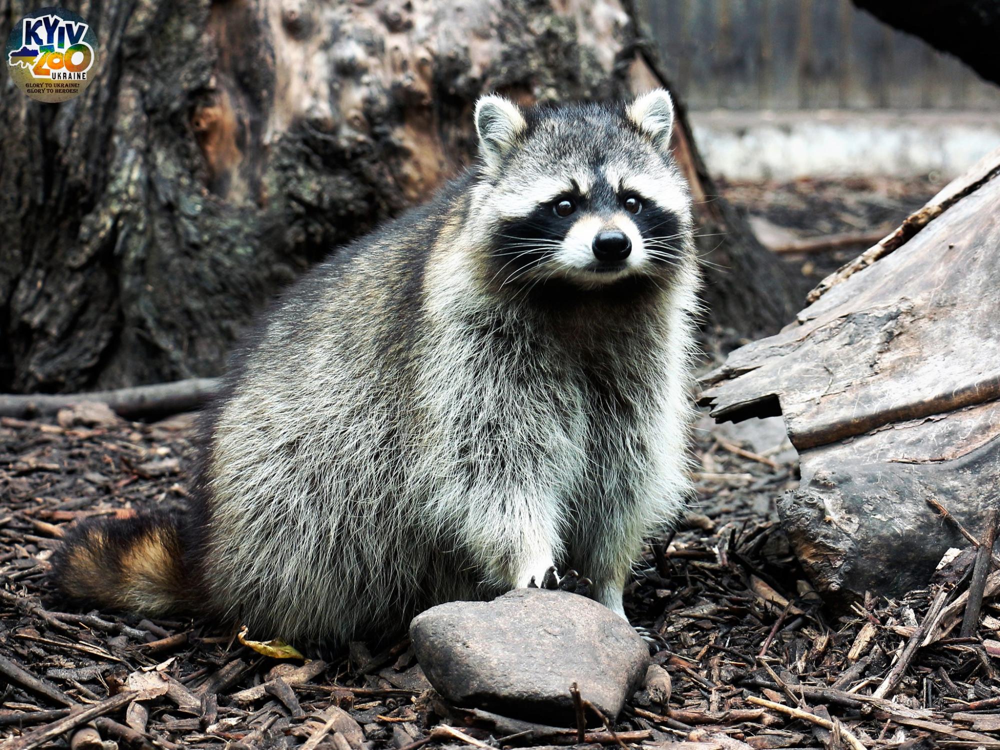 Мишки спали, а еноты не поняли: как на самом деле звери Киевского зоопарка пережили ракетную атаку