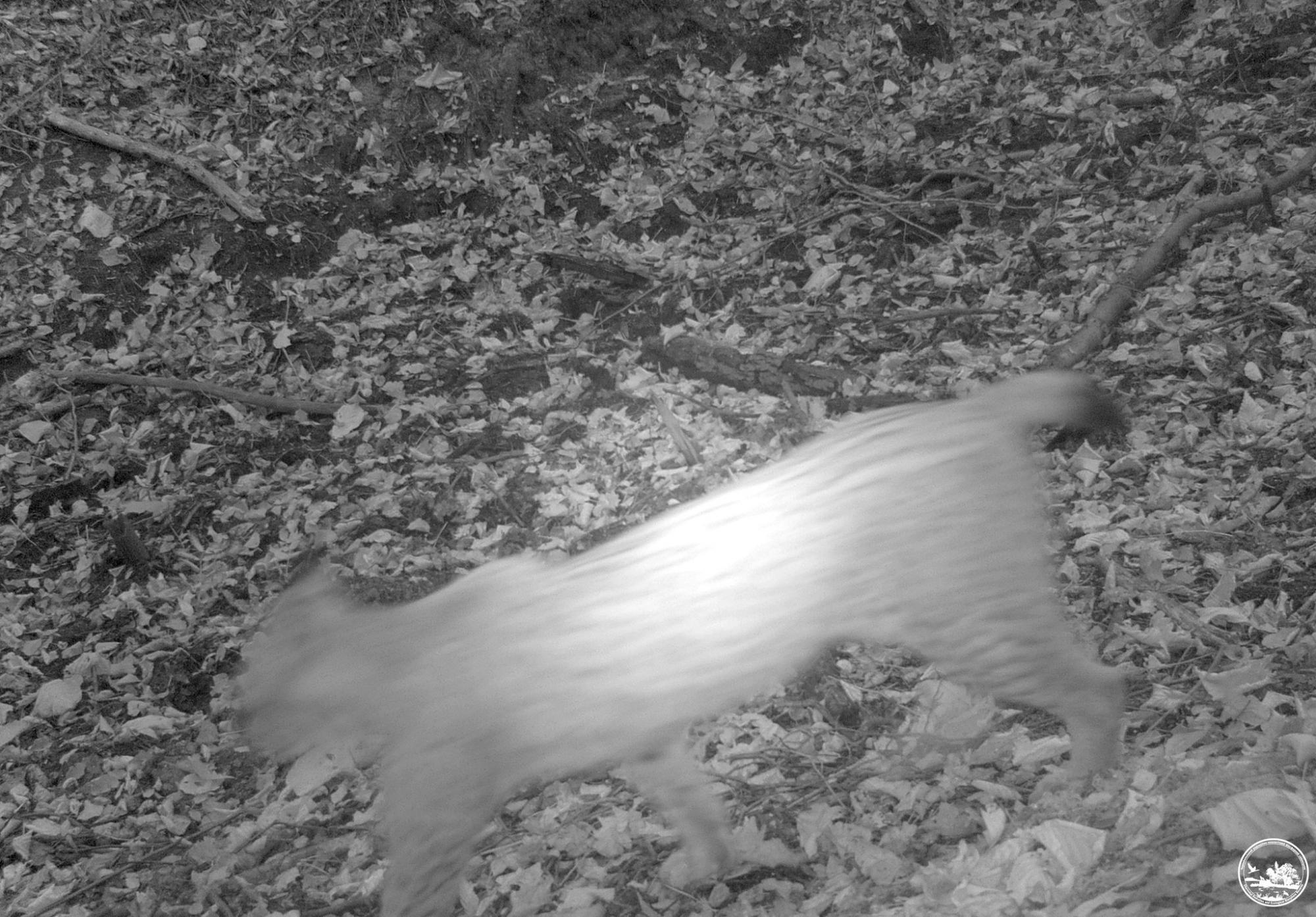 Не с того копыта встал: в Чернобыле показали курьезные снимки животных с фотоловушек