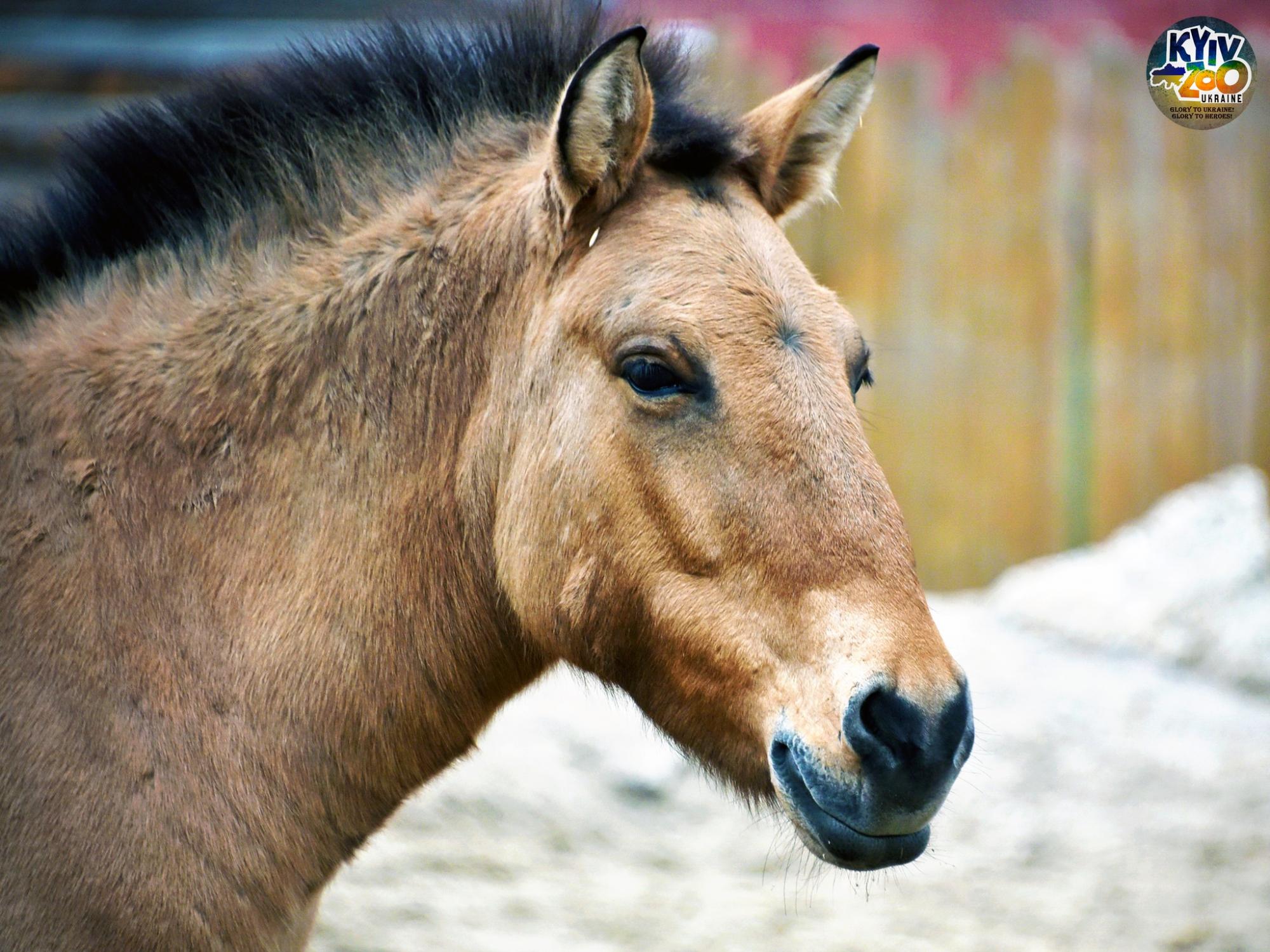 До Київського зоопарку прийшла весна: неймовірно милі фото його мешканців