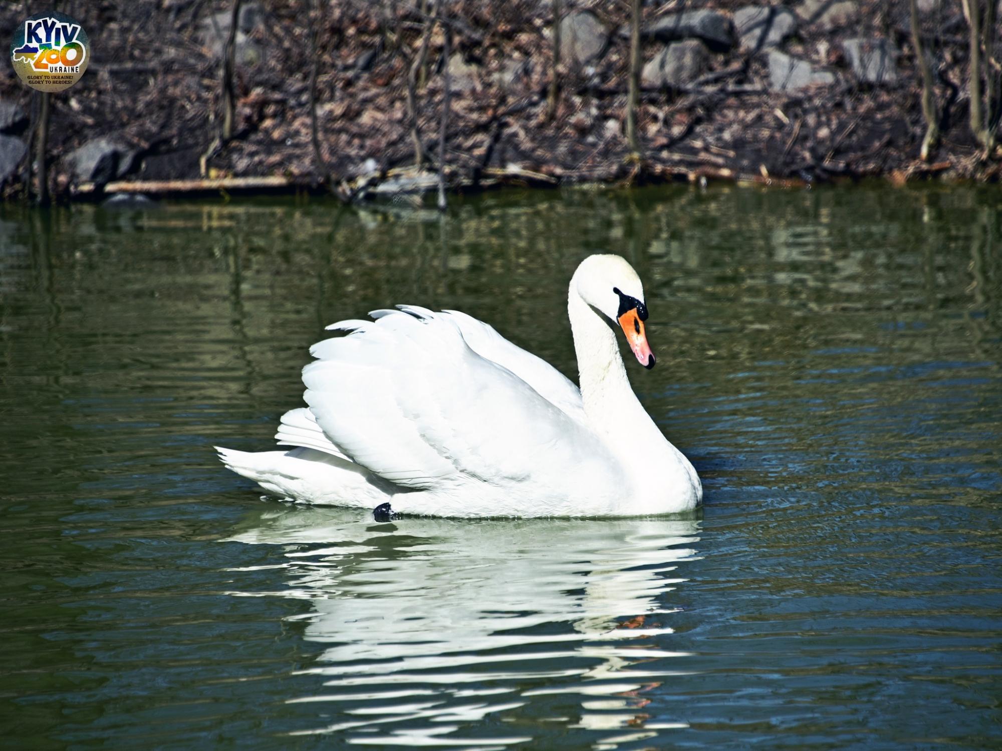 До Київського зоопарку прийшла весна: неймовірно милі фото його мешканців