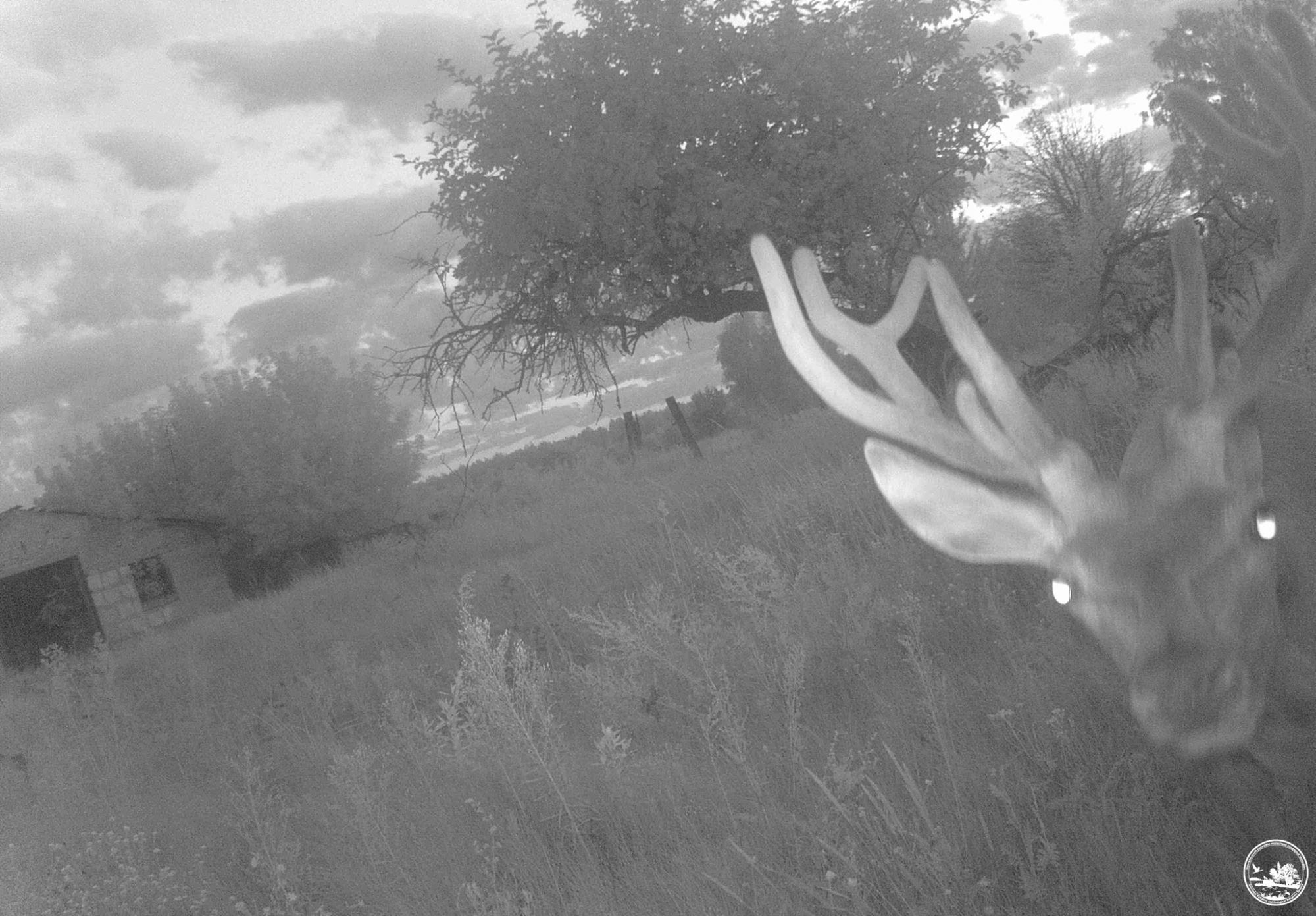 Не с того копыта встал: в Чернобыле показали курьезные снимки животных с фотоловушек