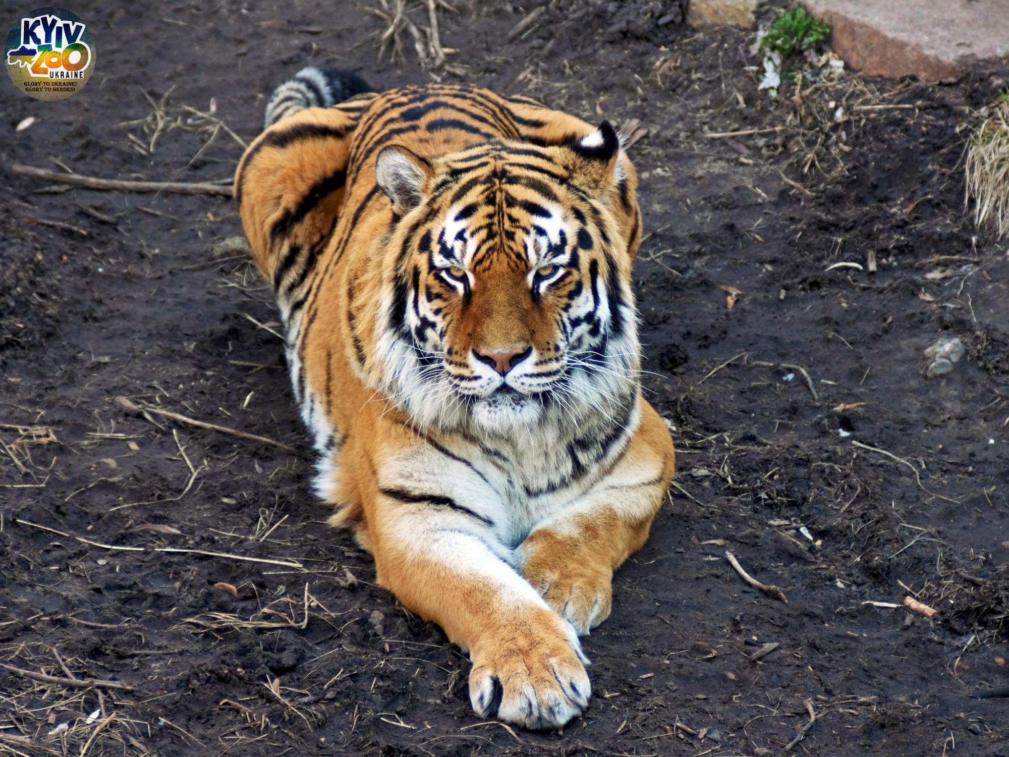 До Київського зоопарку прийшла весна: неймовірно милі фото його мешканців