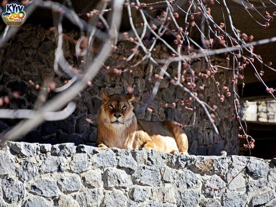 До Київського зоопарку прийшла весна: неймовірно милі фото його мешканців