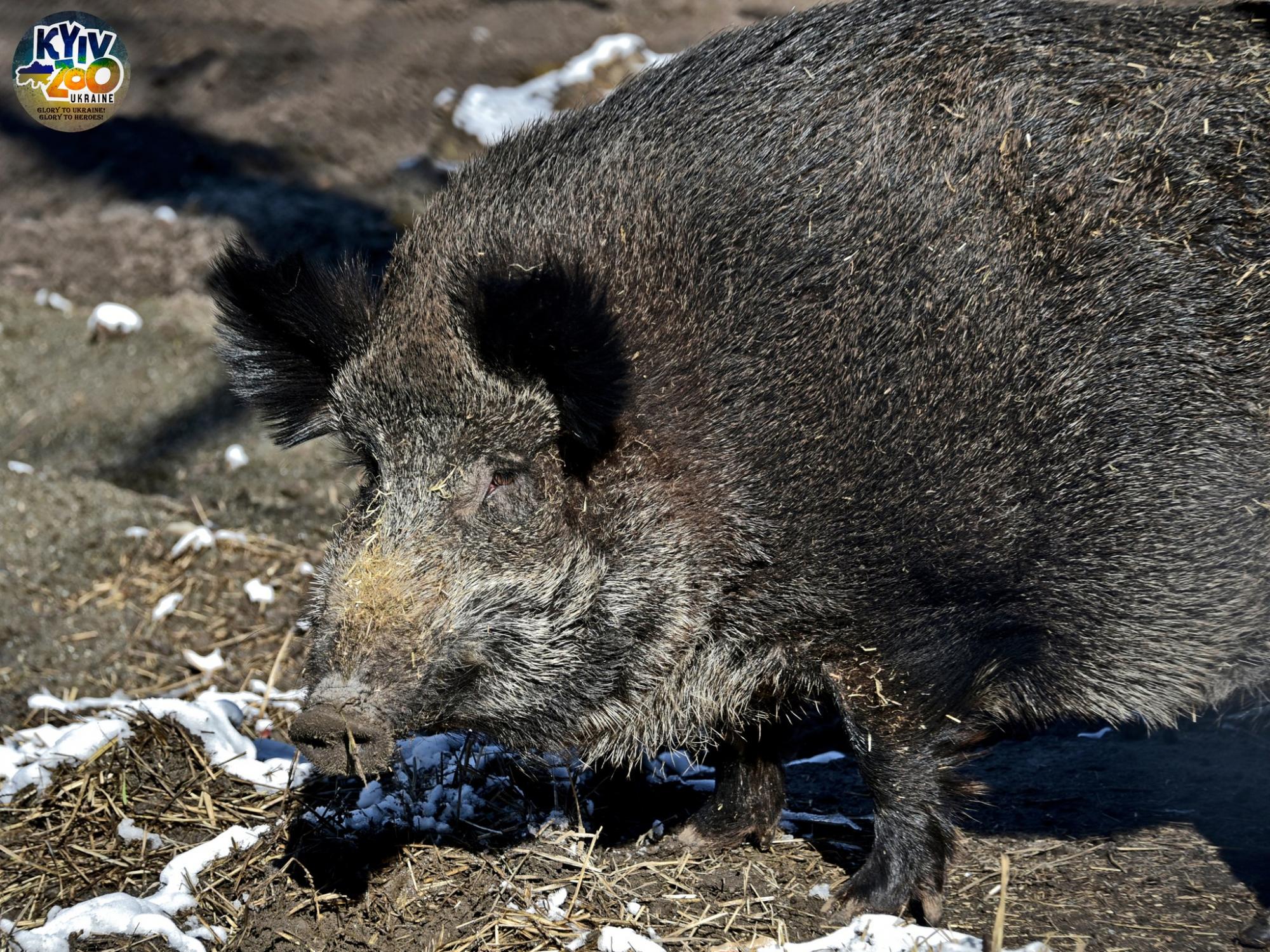 До Київського зоопарку прийшла весна: неймовірно милі фото його мешканців