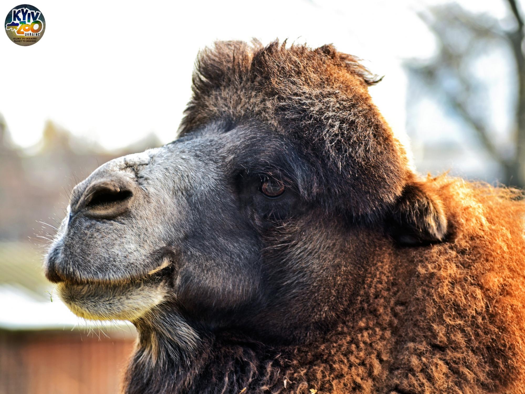 До Київського зоопарку прийшла весна: неймовірно милі фото його мешканців