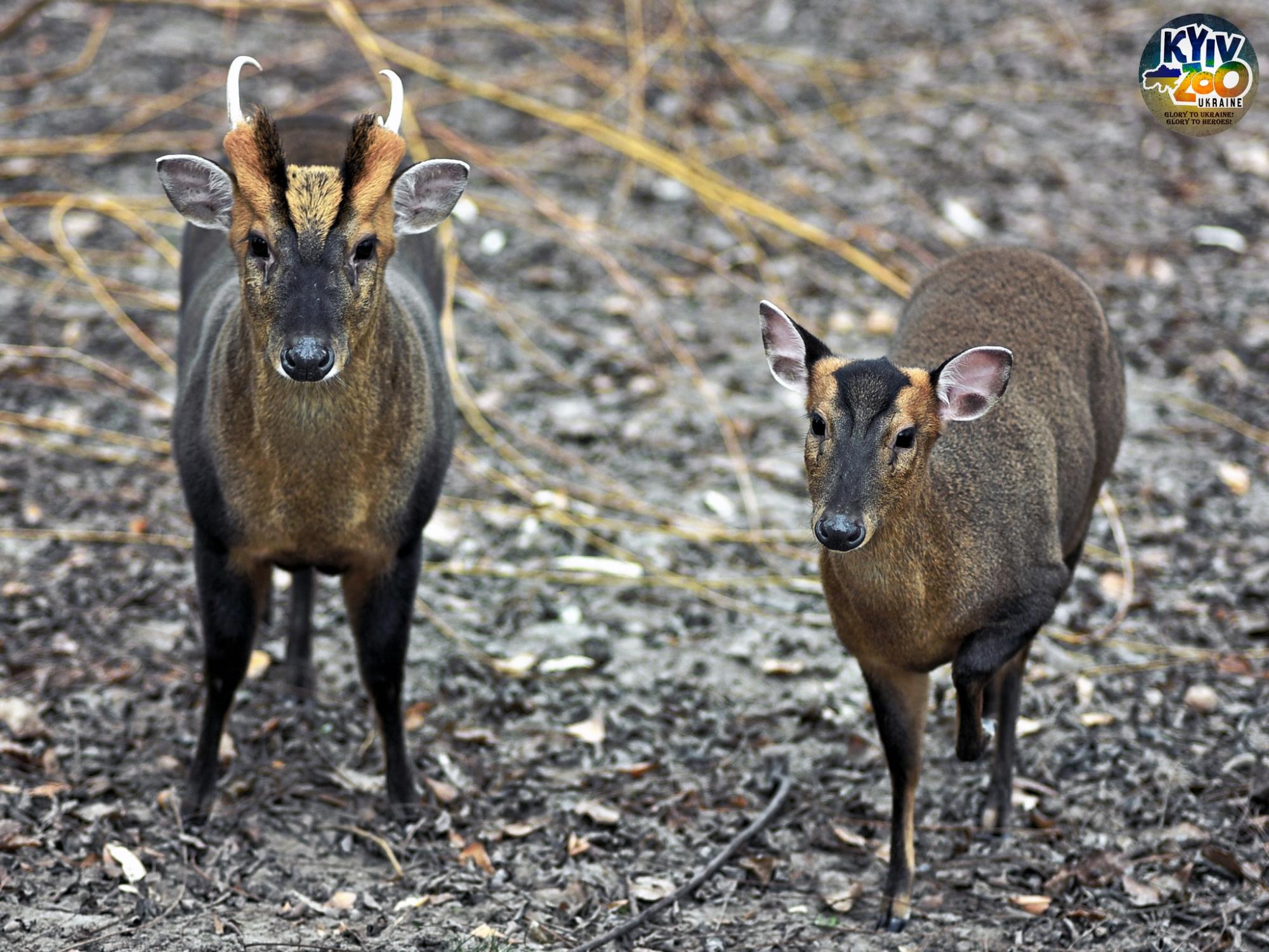 До Київського зоопарку прийшла весна: неймовірно милі фото його мешканців