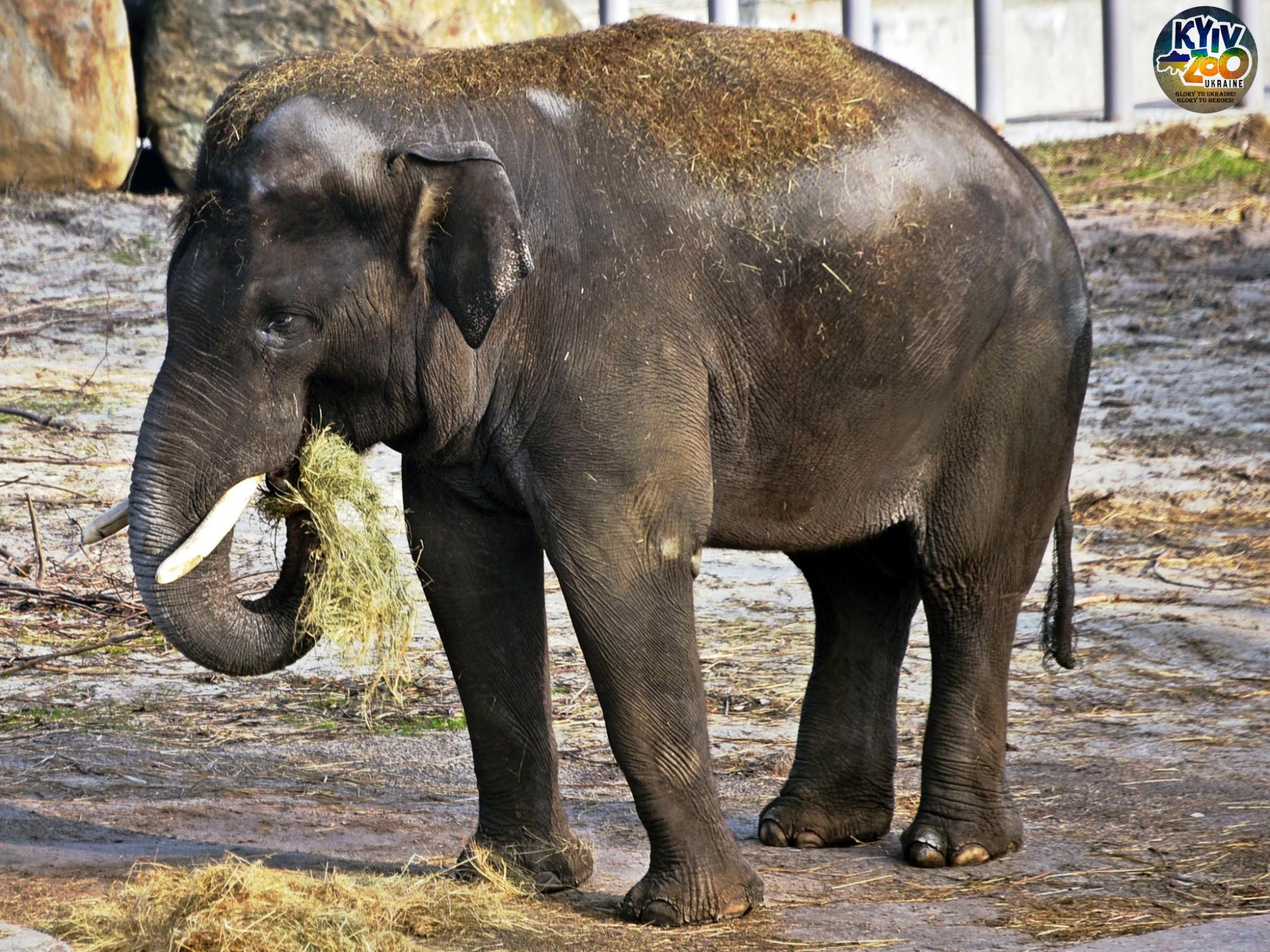 До Київського зоопарку прийшла весна: неймовірно милі фото його мешканців