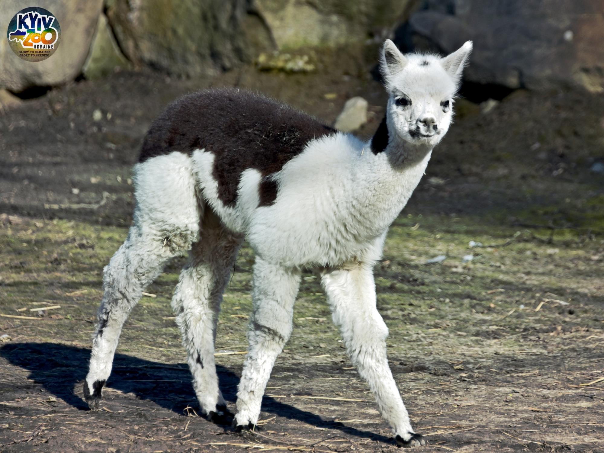 До Київського зоопарку прийшла весна: неймовірно милі фото його мешканців