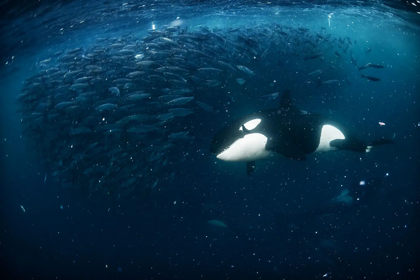 Горбатый кит чуть не проглотил дайвера во время съемок косаток: вот как это выглядело