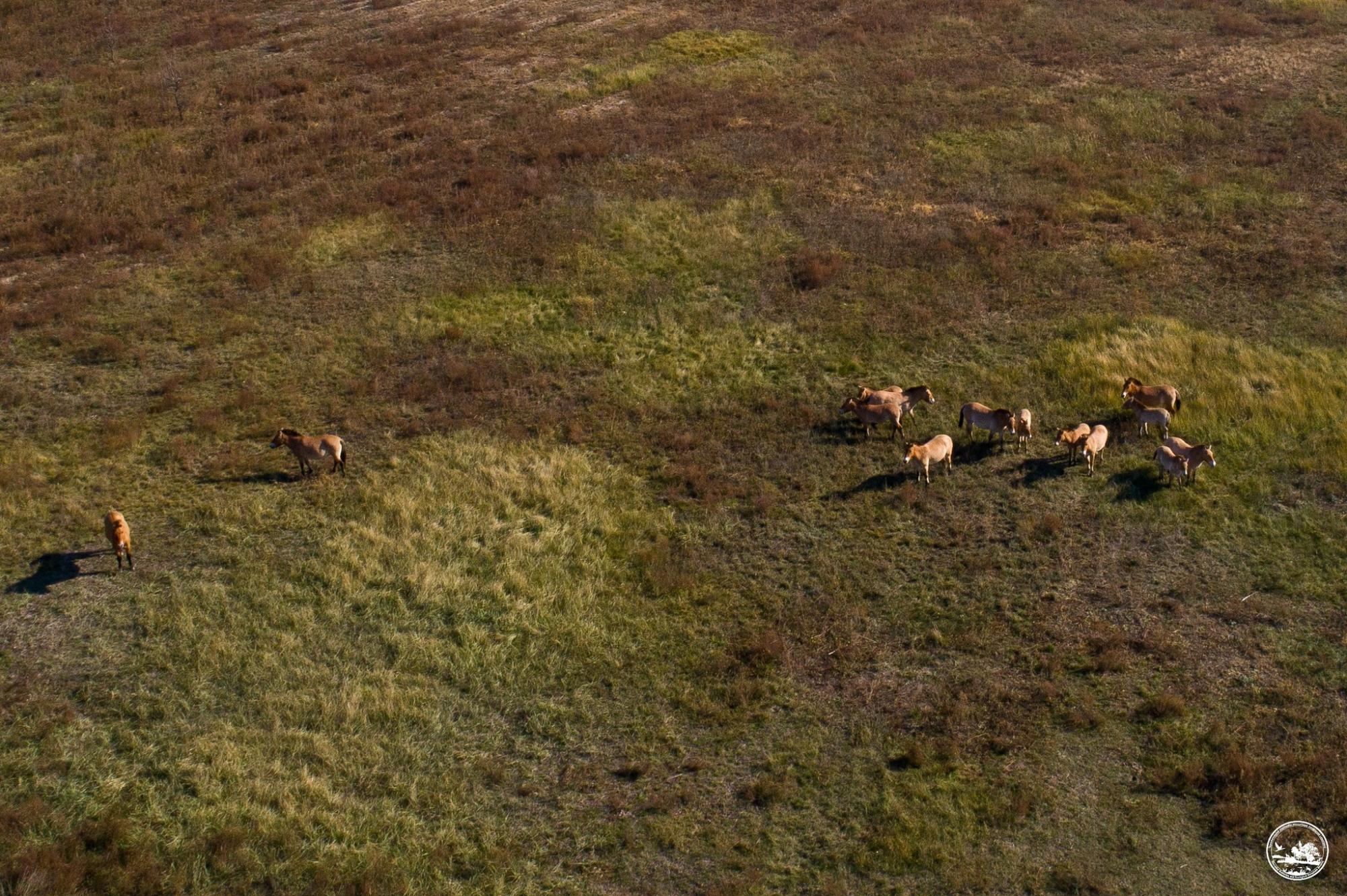 В Чернобыльском заповеднике появилось стадо лошадей Пржевальского: фото с высоты птичьего полета
