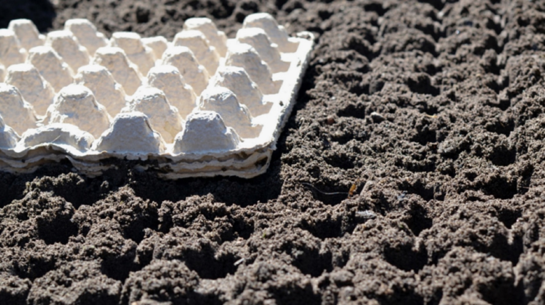 Не викидайте яєчні лотки: 6 способів, які &quot;зроблять революцію&quot; на городі