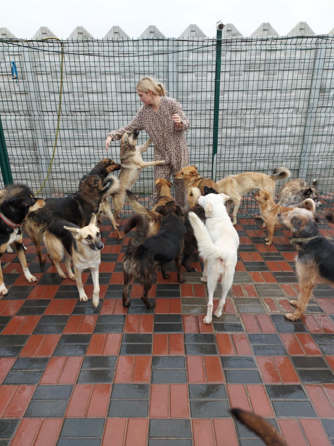 &quot;Умоляем людей о помощи&quot;: семейному приюту для собак срочно нужна поддержка