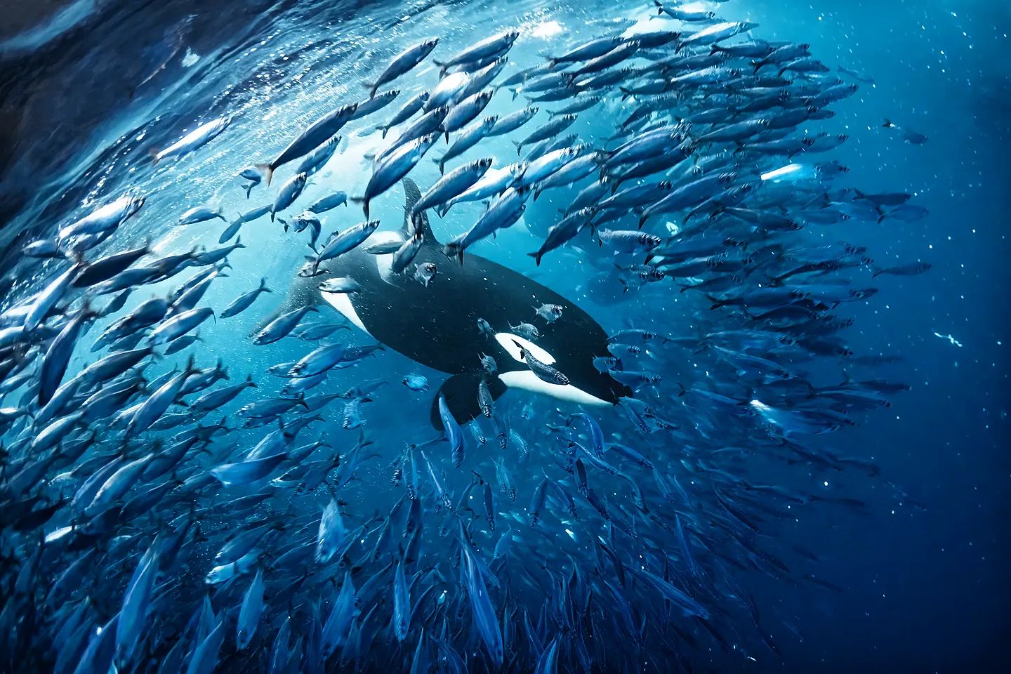 Горбатый кит чуть не проглотил дайвера во время съемок косаток: вот как это выглядело
