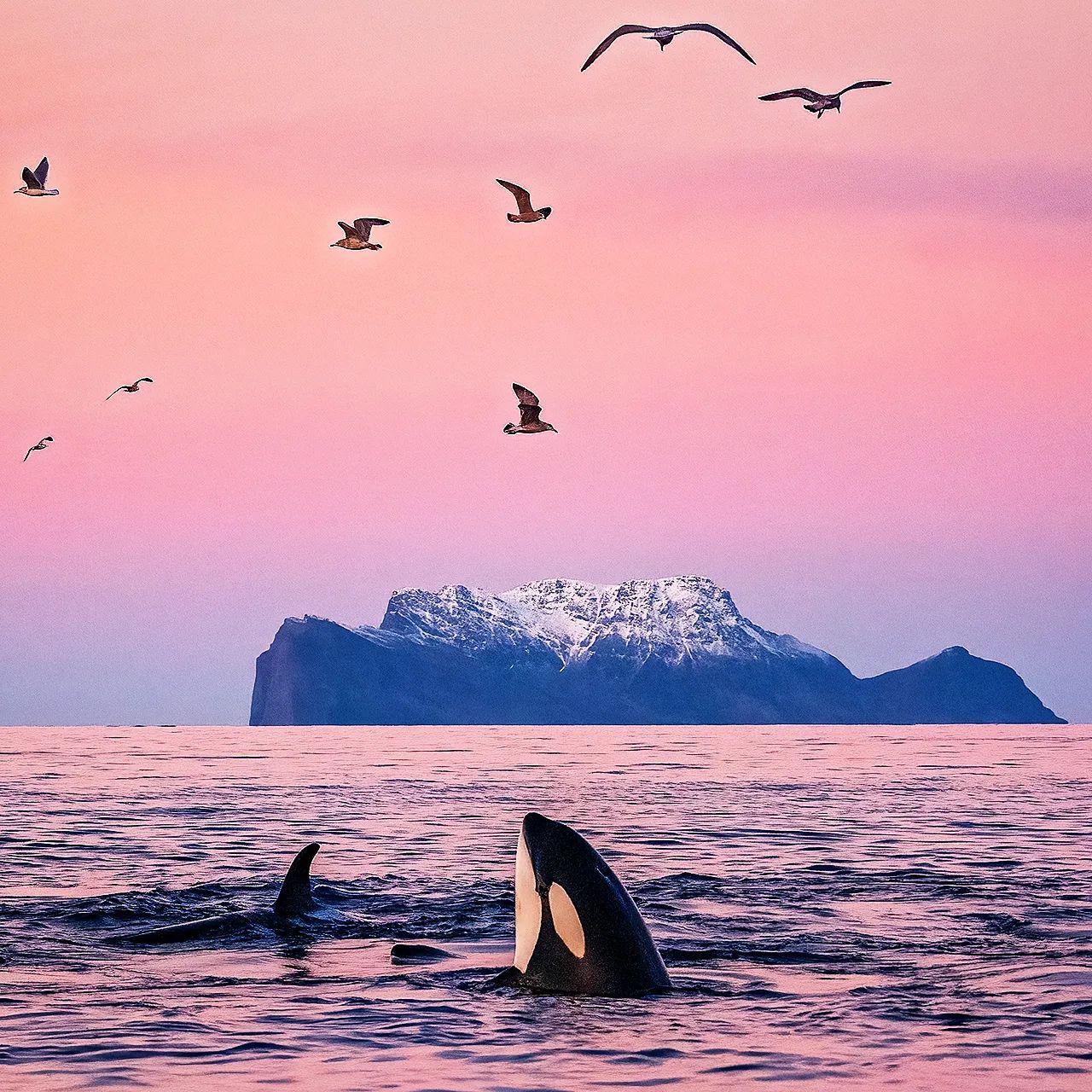 Горбатый кит чуть не проглотил дайвера во время съемок косаток: вот как это выглядело