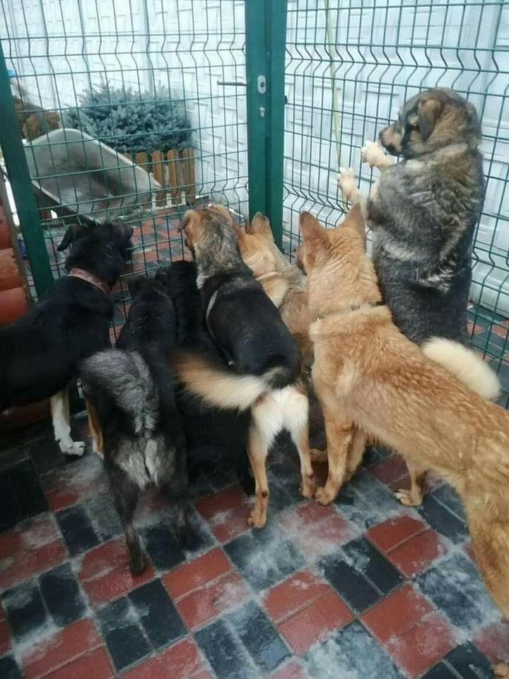 &quot;Умоляем людей о помощи&quot;: семейному приюту для собак срочно нужна поддержка